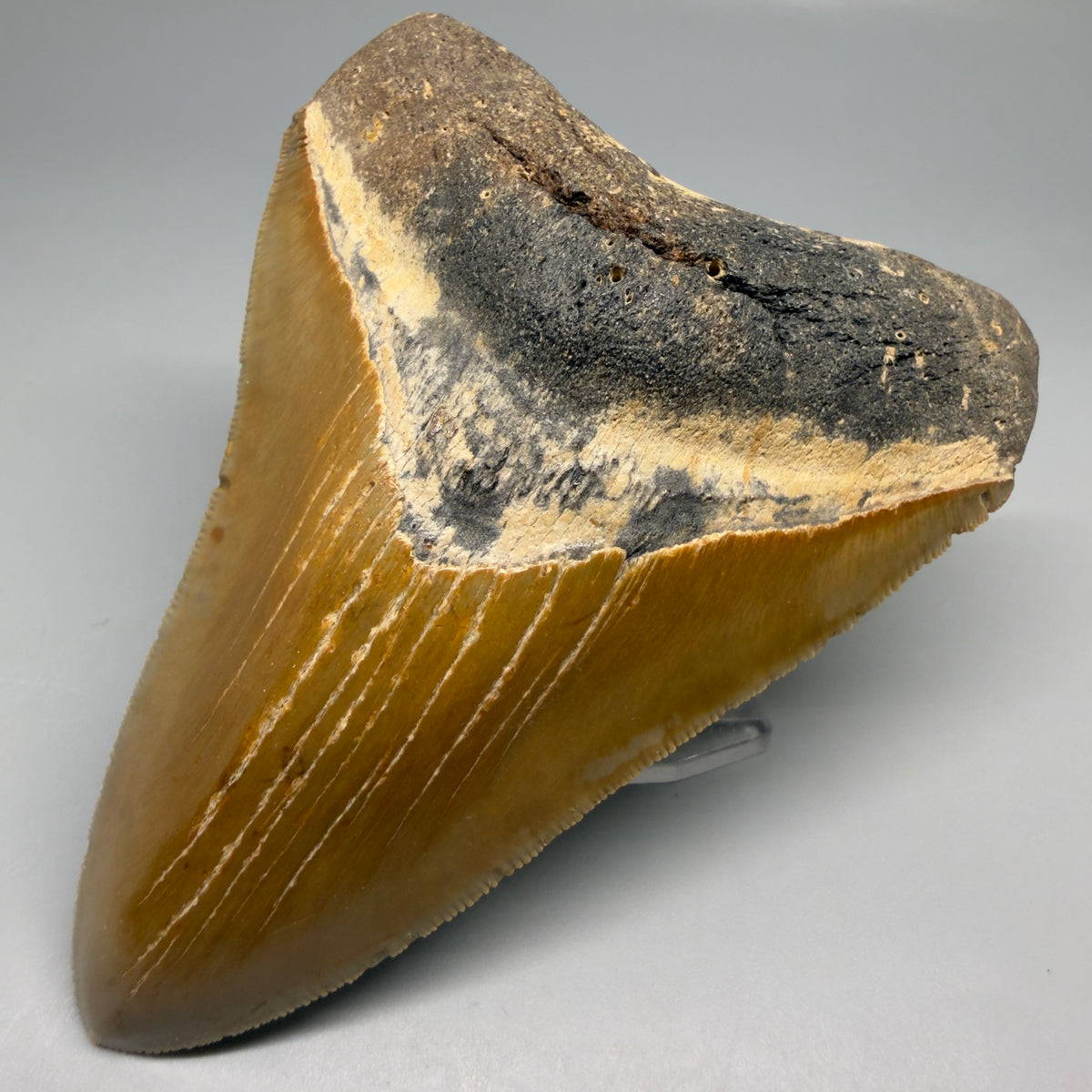 Front Right View Heart-shaped 4.38" Authentic Megalodon Tooth – North Carolina megalodonteeth.com CM6753