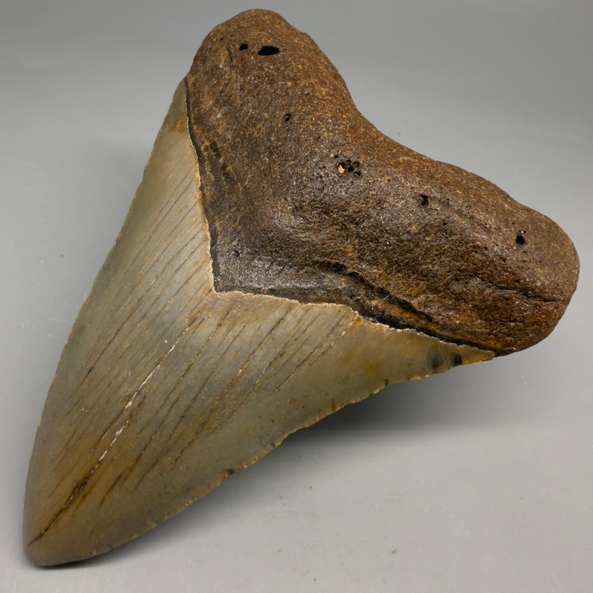 Front Right View Heart-shaped 4.42" Authentic Megalodon Tooth – North Carolina megalodonteeth.com CM6755