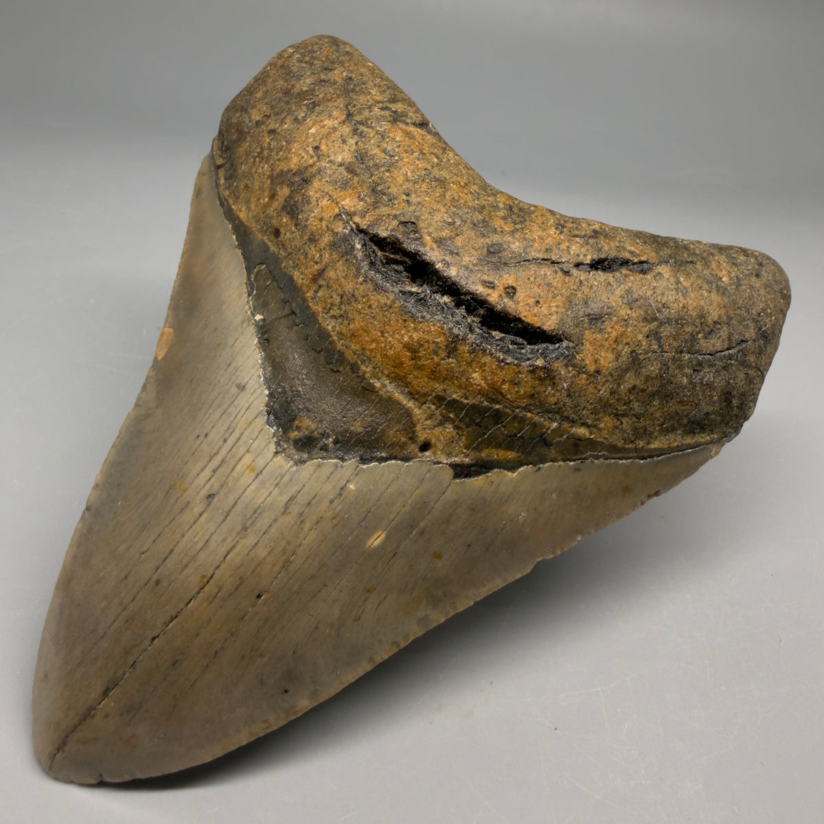 Front Right View Heart-shaped 4.55" Authentic Megalodon Tooth – North Carolina megalodonteeth.com CM6756