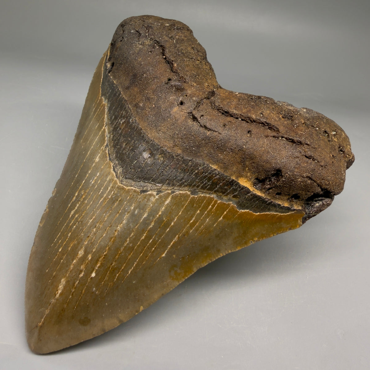 Front Right View Heart-shaped 4.63" Authentic Megalodon Tooth – North Carolina Fossil | Carcharocles megalodon megalodonteeth.com CM6758