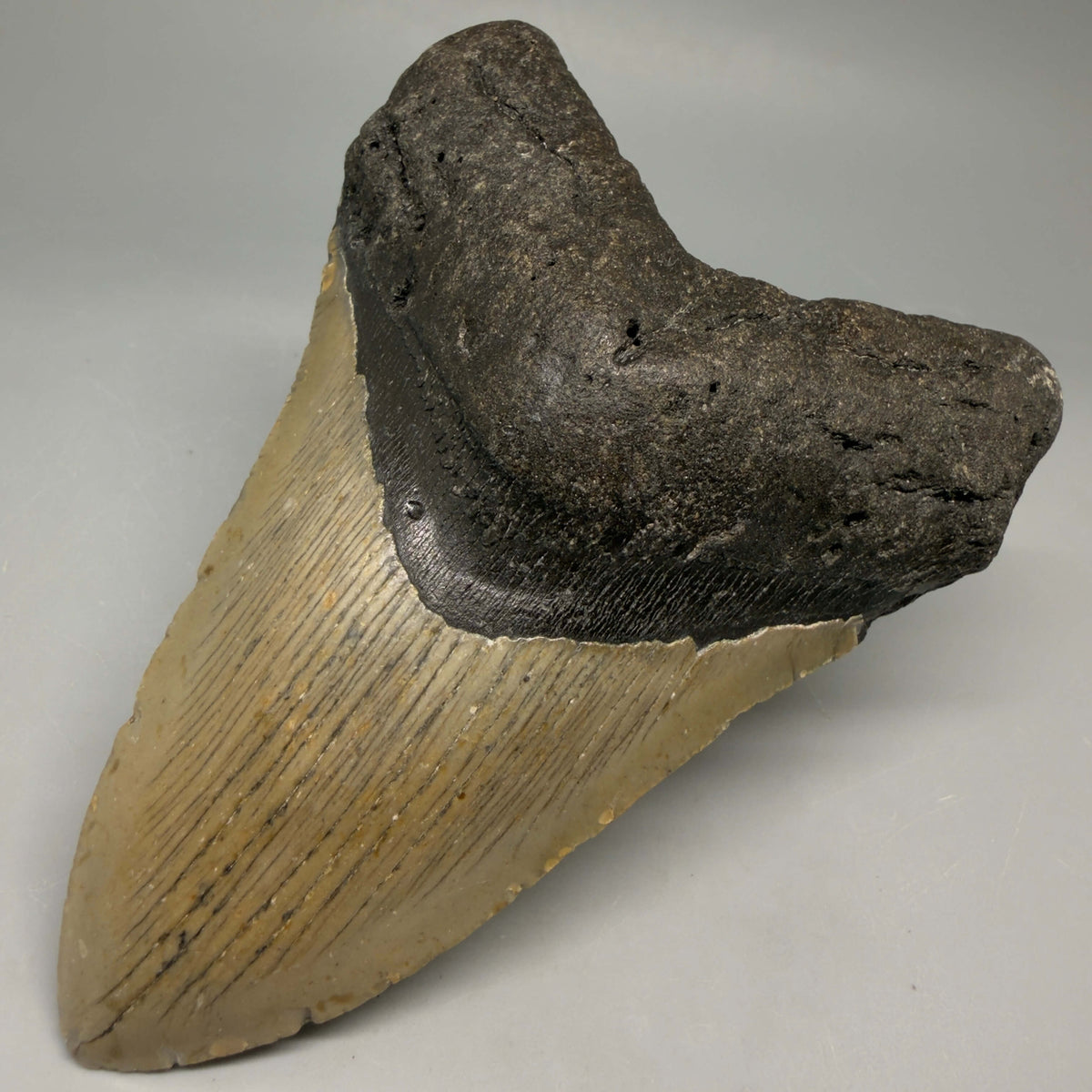 Front Right View Heart-shaped 4.68" Authentic Megalodon Tooth – North Carolina Fossil | Carcharocles megalodon megalodonteeth.com CM6657