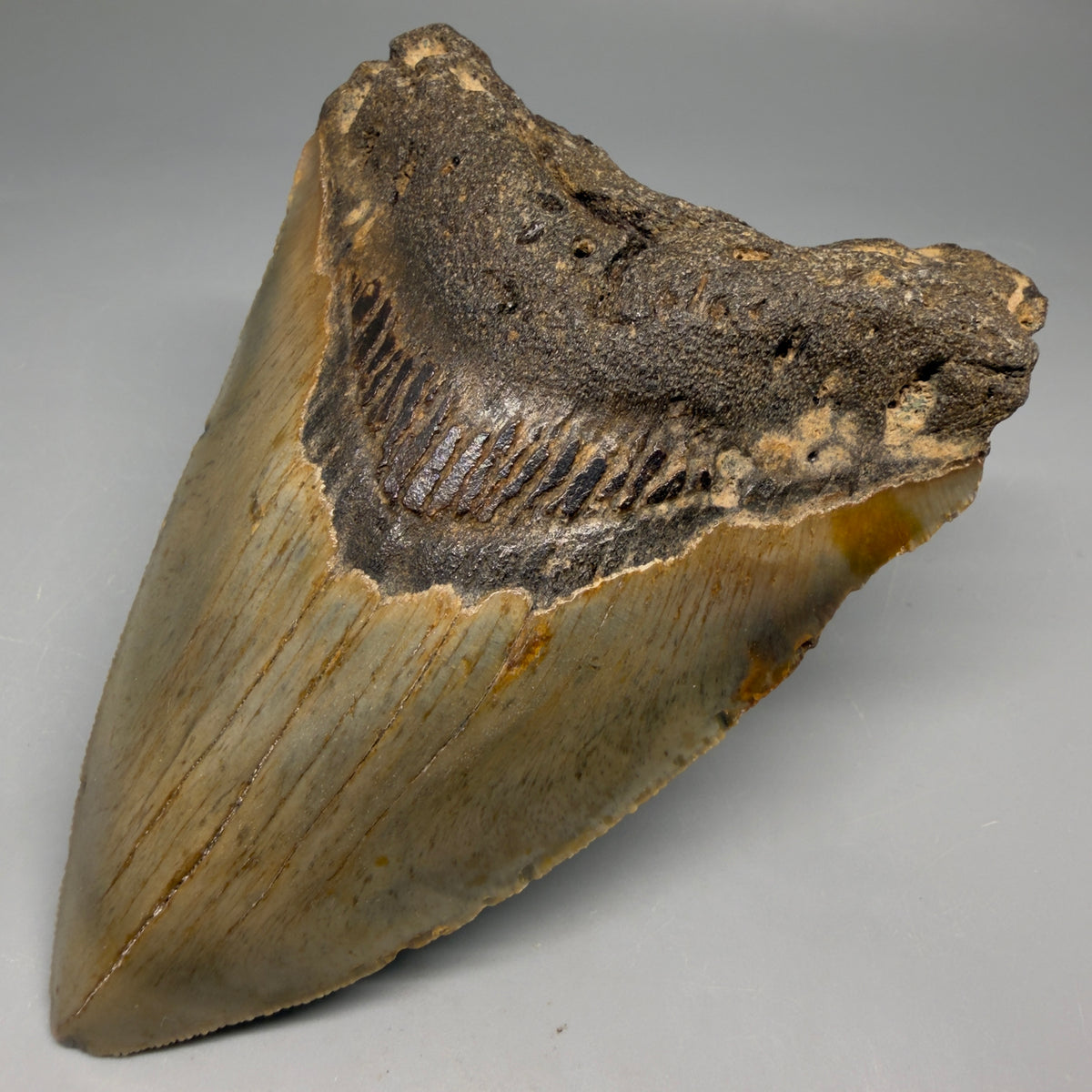 Front Right View Heart-shaped 4.82" Authentic Megalodon Tooth – North Carolina megalodonteeth.com CM6757 