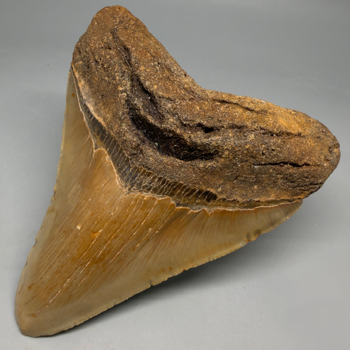 Front Right View Heart-shaped 4.83" Authentic Megalodon Tooth – North Carolina Fossil | Carcharocles megalodon megalodonteeth.com CM6663