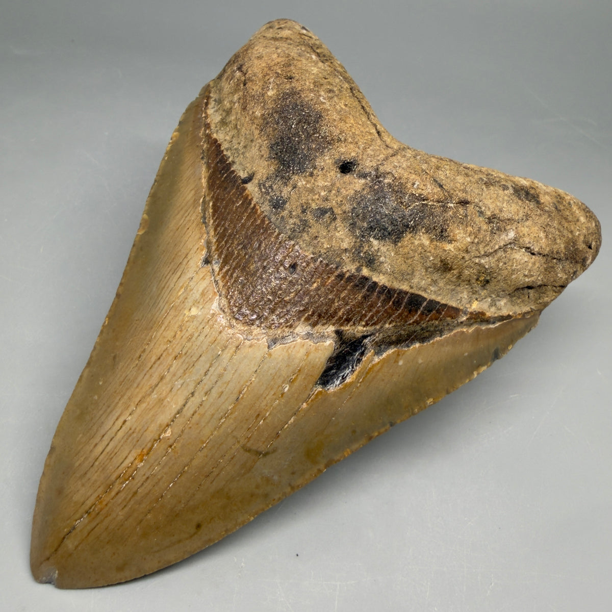 Front Right View Heart-shaped 4.88" Authentic Megalodon Tooth – North Carolina Fossil | Carcharocles megalodon megalodonteeth.com CM6661
