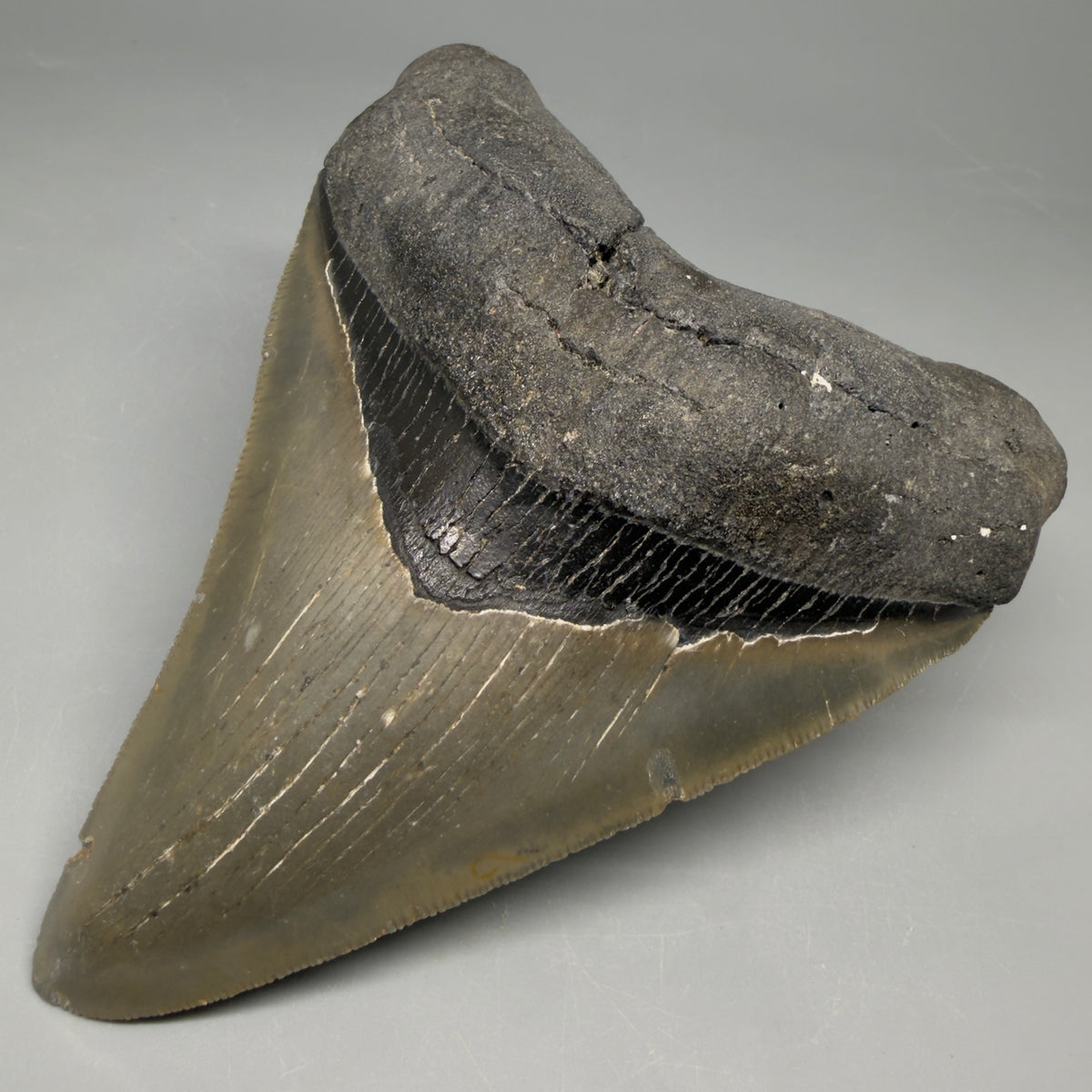 Front Right View Heart-shaped 4.91" Authentic Megalodon Tooth – North Carolina Fossil | Carcharocles megalodon megalodonteeth.com CM6662