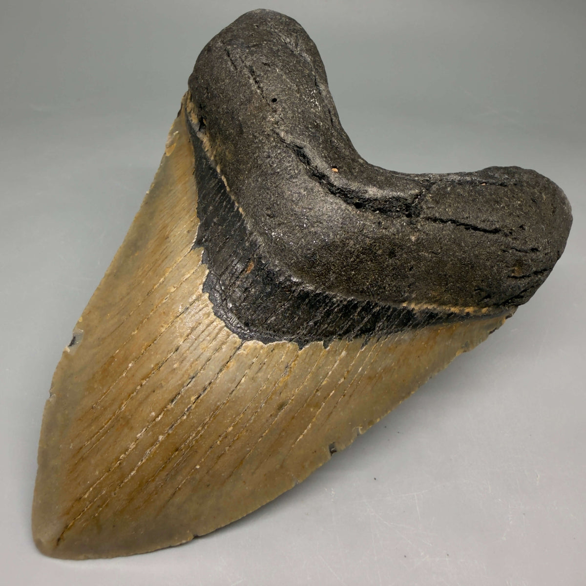 Front Right View Heart-shaped 4.94" Authentic Megalodon Tooth – North Carolina Fossil | Carcharocles megalodon megalodonteeth.com CM6659 