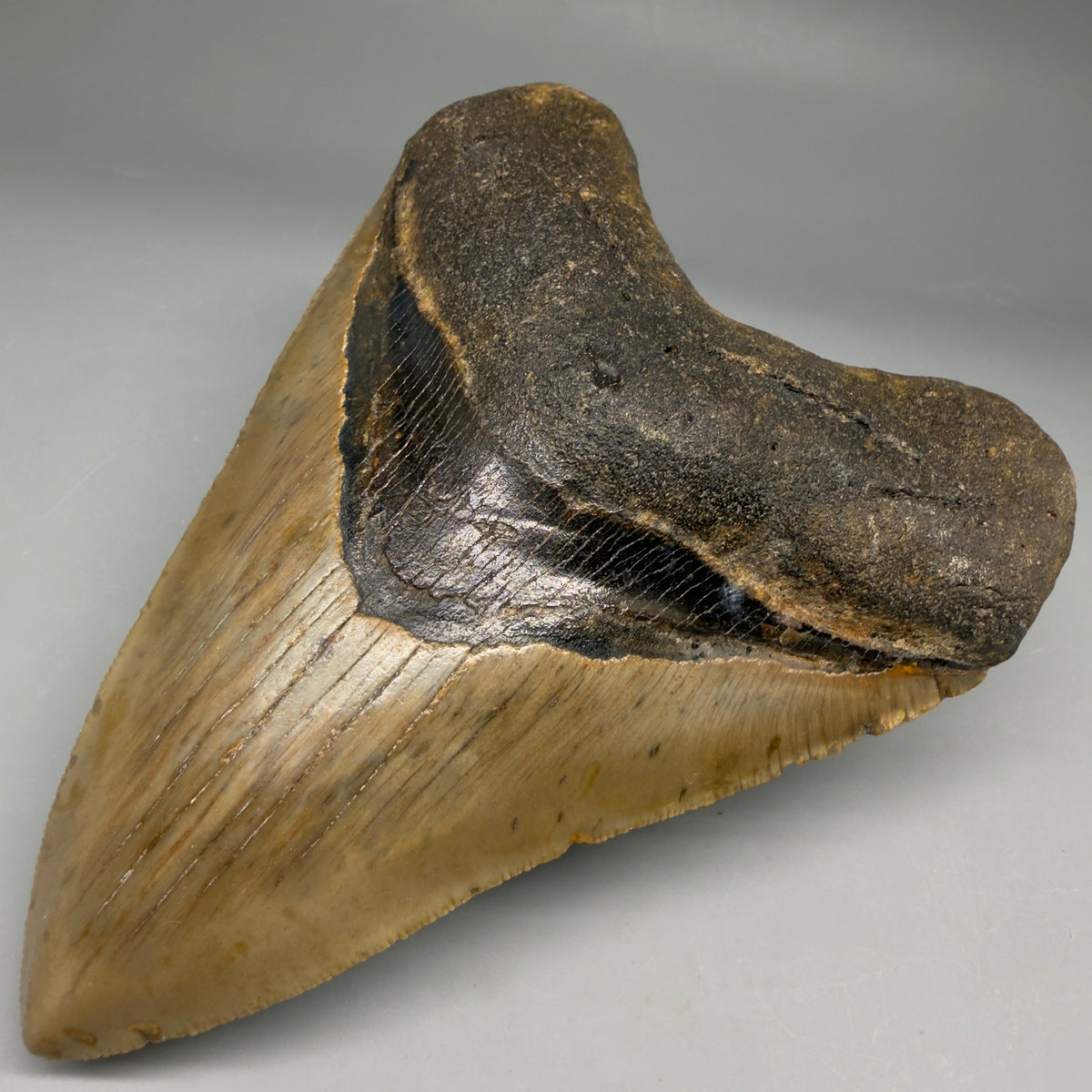 Front Right View Heart-shaped 4.96" Authentic Megalodon Tooth – North Carolina megalodonteeth.com CM6759