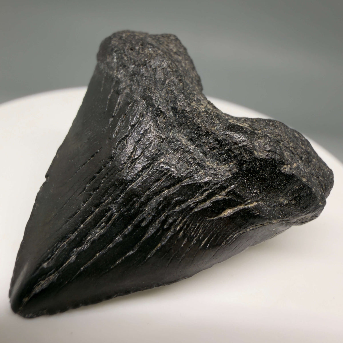 Front Right View Heart-shaped, Jet Black 1.40" Fossil Megalodon Tooth – South Carolina River Find | Authentic megalodonteeth.com CM6682