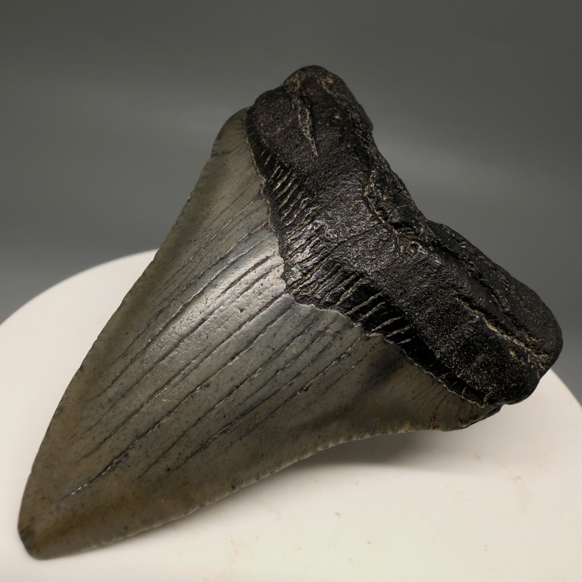 Front Right View Heart-shaped, dark colored 2.16" Fossil Megalodon Tooth – South Carolina River Find | Authentic megalodonteeth.com CM6732 
