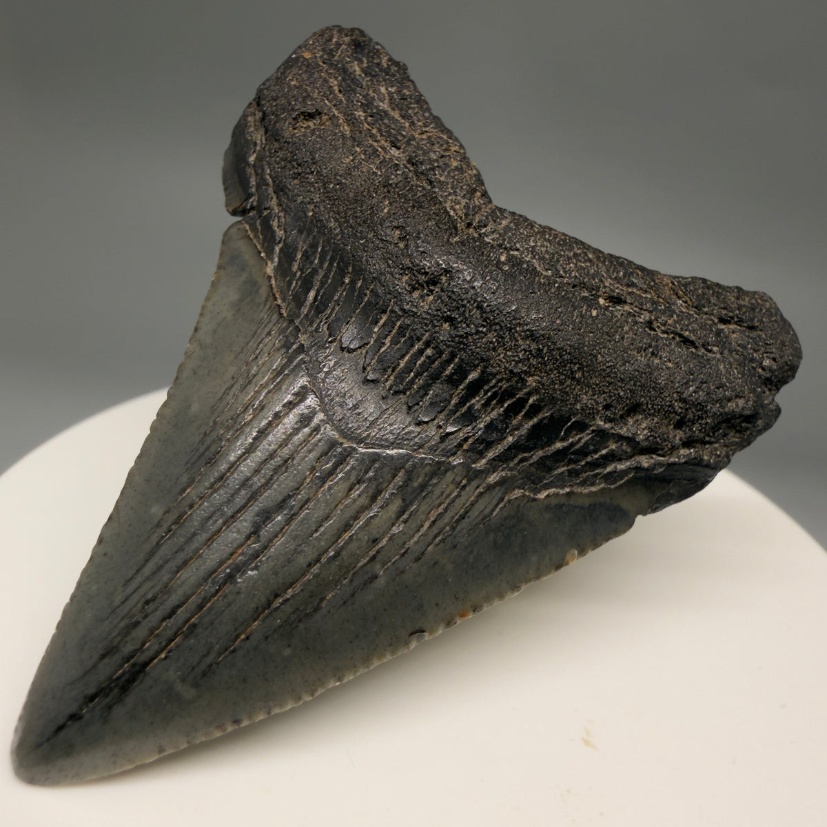 Front Right View Heart-shaped, dark colored 2.18" Fossil Megalodon Tooth – South Carolina River Find | Authentic megalodonteeth.com CM6685