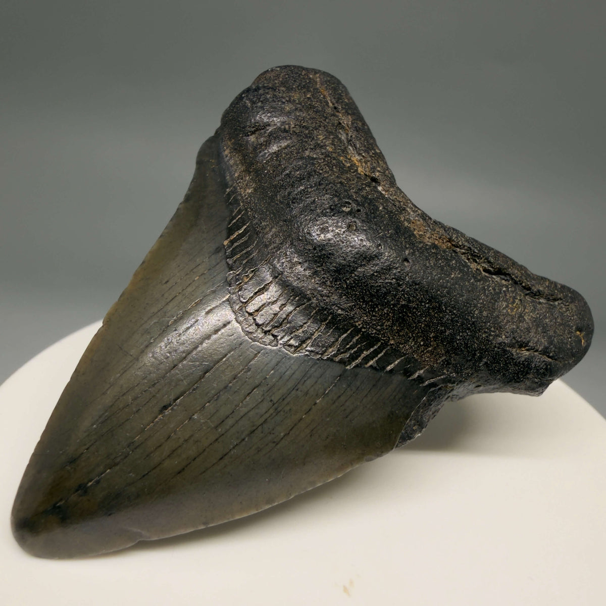Front Right View Heart-shaped, dark colored 2.25" Fossil Megalodon Tooth – South Carolina River Find | Authentic megalodonteeth.com CM6687