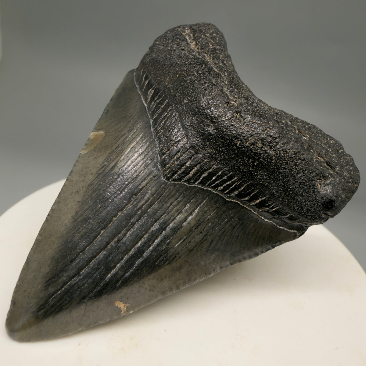 Front Right View Heart-shaped, dark colored 2.32" Colorful Fossil Megalodon Tooth – South Carolina River Find | Authentic megalodonteeth.com CM6692