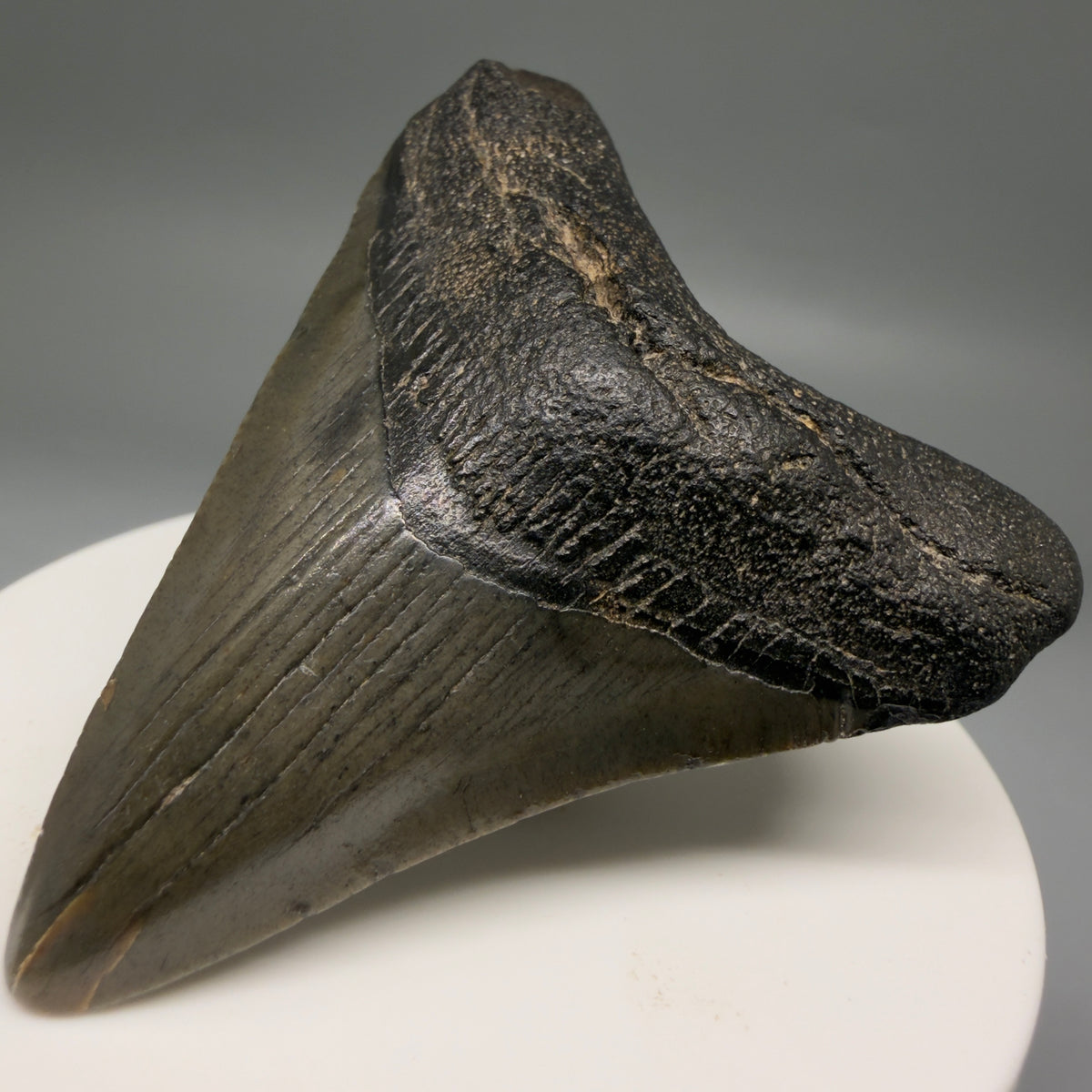 Front Right View Heart-shaped, dark colored 2.40" Fossil Megalodon Tooth – South Carolina River Find | Authentic megalodonteeth.com CM6736