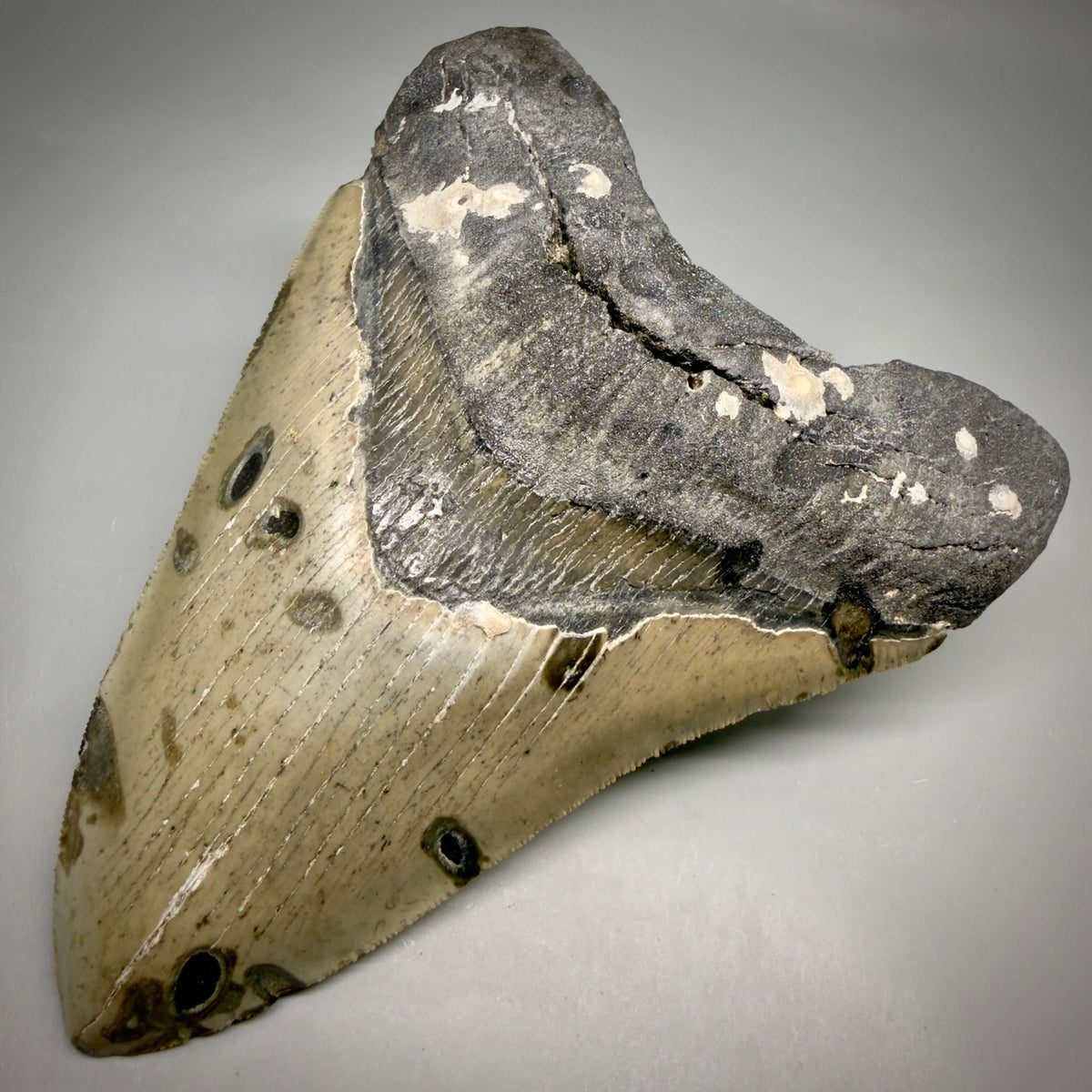 Front Right View Heart shaped, collector's quality 5.75" Authentic Megalodon Tooth – North Carolina Fossil | Carcharocles megalodon megalodonteeth.com CM6701