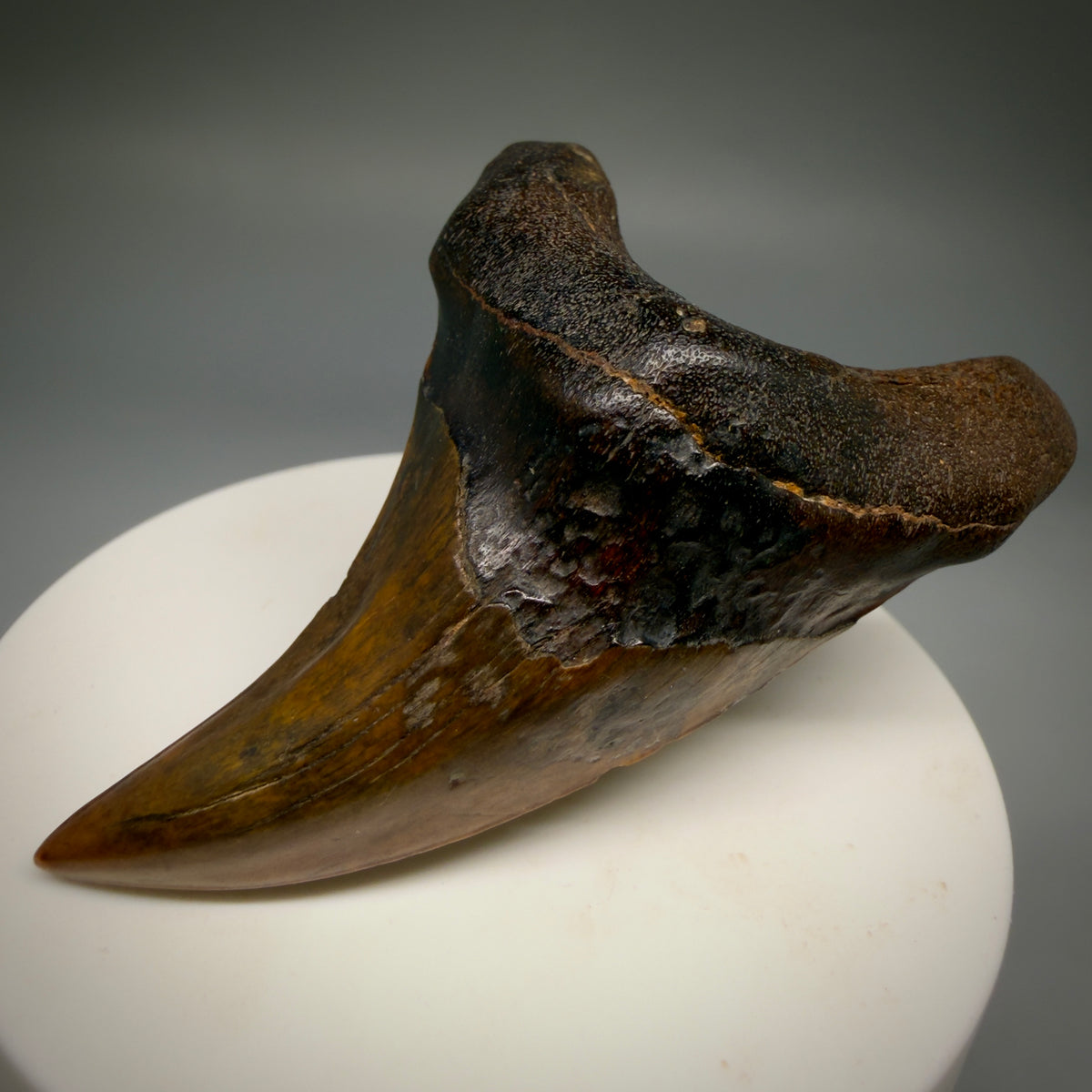 Front Right View High Quality, colorful, large 2.75" Fossil Parotodus benedeni Tooth from Banten, Indonesia megalodonteeth.com R664