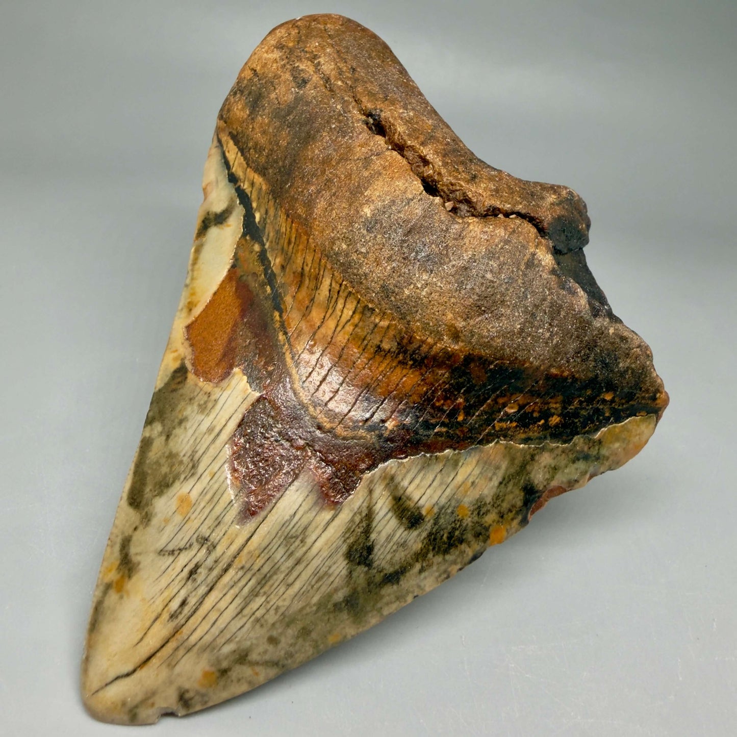 Front Right View Insane colors 5.10" Authentic Megalodon Tooth – North Carolina Fossil | Carcharocles megalodon CM6459 