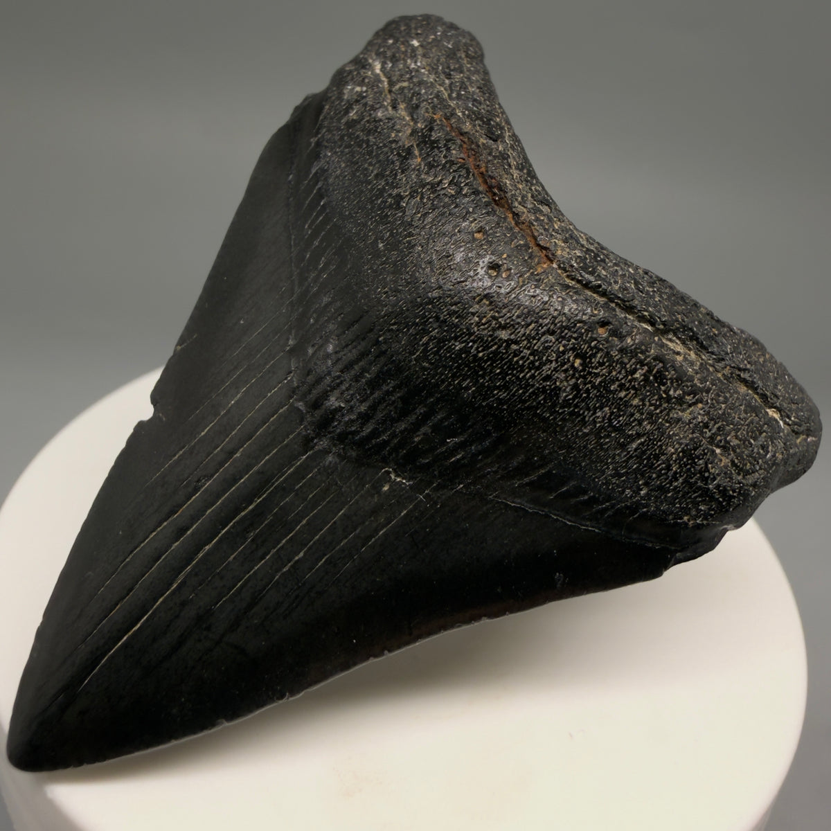 Front Right View Jet Black 2.38" Fossil Megalodon Tooth – South Carolina River Find | Authentic megalodonteeth.com CM6734