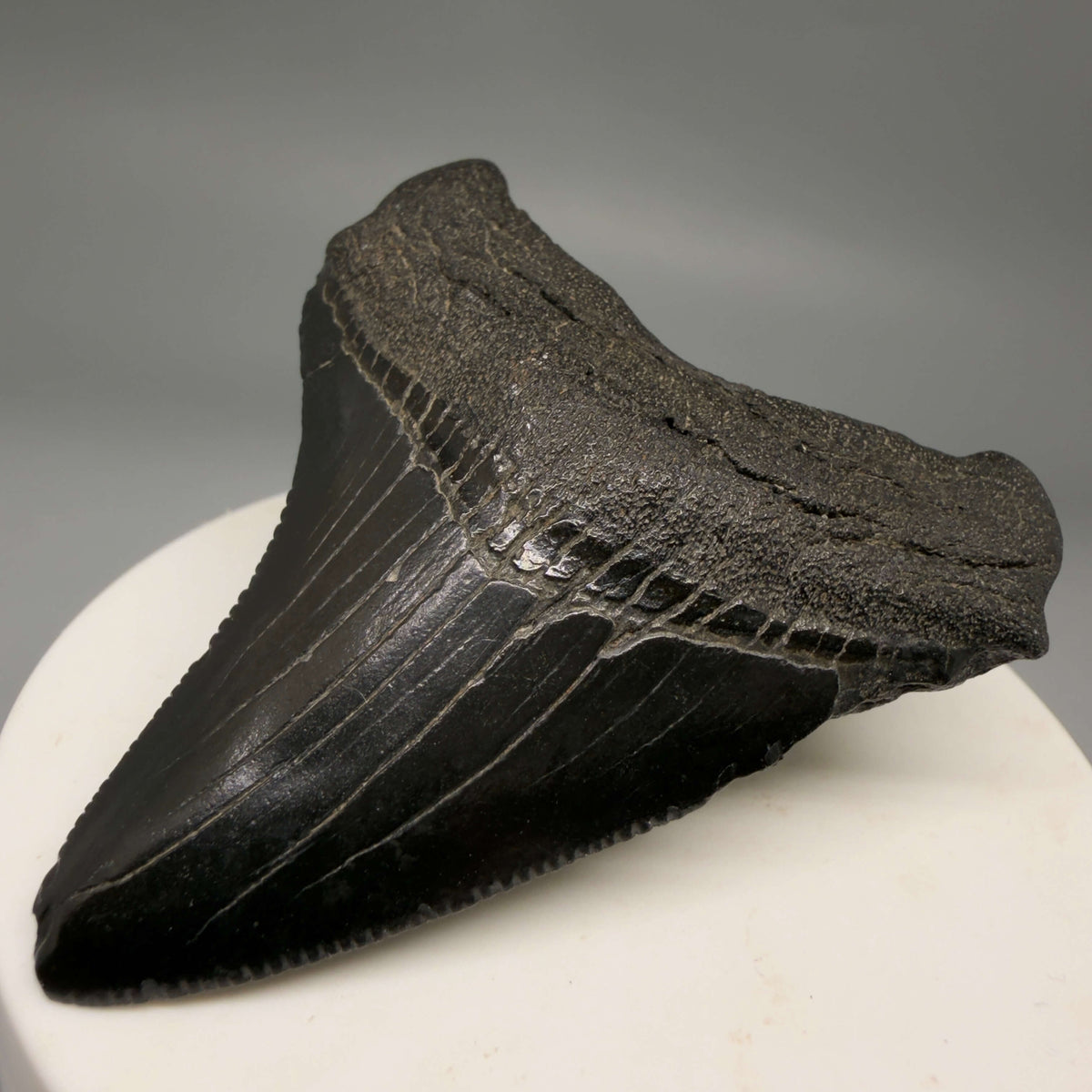Front Right View Jet Black 2.40" Fossil Megalodon Tooth – South Carolina River Find | Authentic megalodonteeth.com CM6693