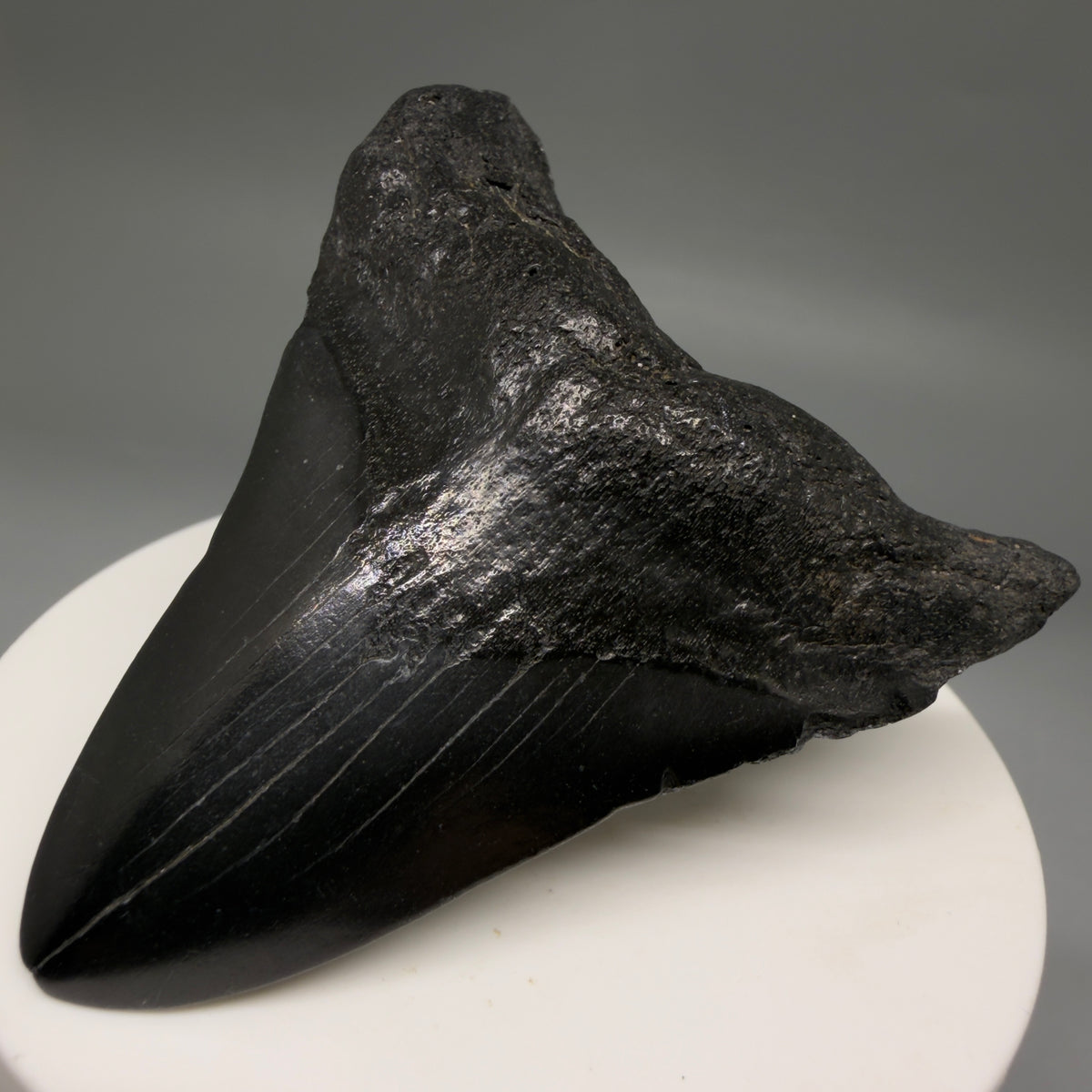Front Right View Jet Black 2.40" Fossil Megalodon Tooth – South Carolina River Find | Authentic megalodonteeth.com CM6733