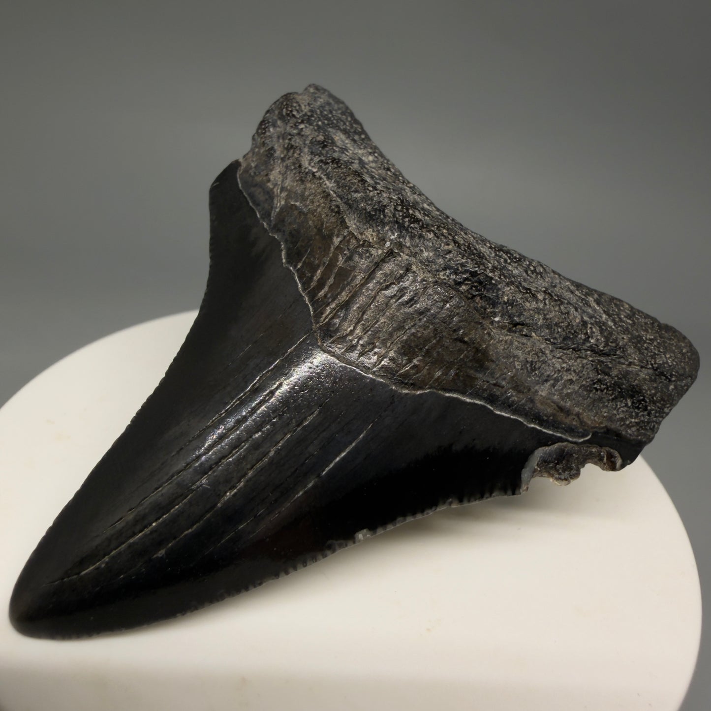 Front Right View Jet Black 2.45" Fossil Megalodon Tooth – South Carolina River Find | Authentic megalodonteeth.com CM6554