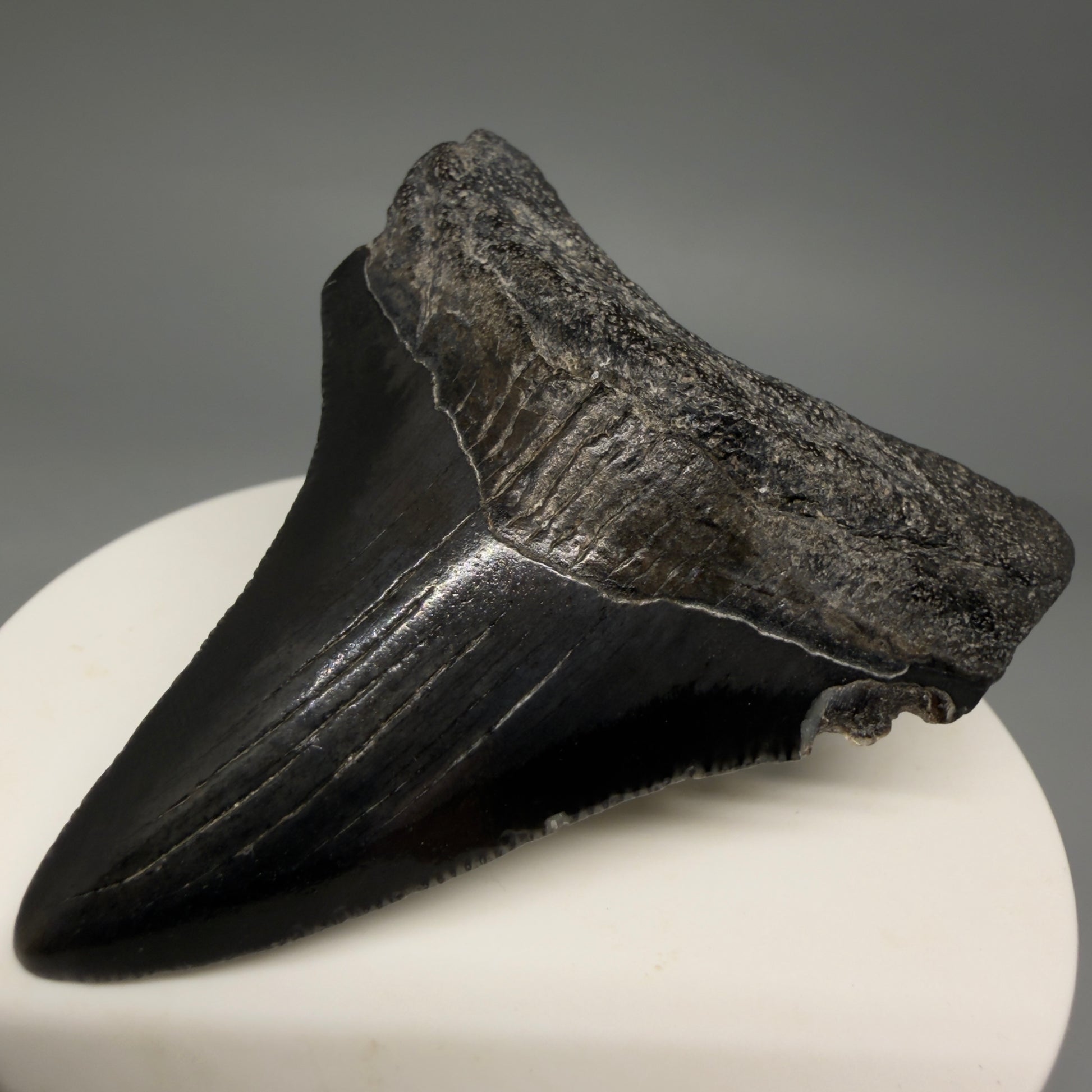Front Right View Jet Black 2.45" Fossil Megalodon Tooth – South Carolina River Find | Authentic megalodonteeth.com CM6554
