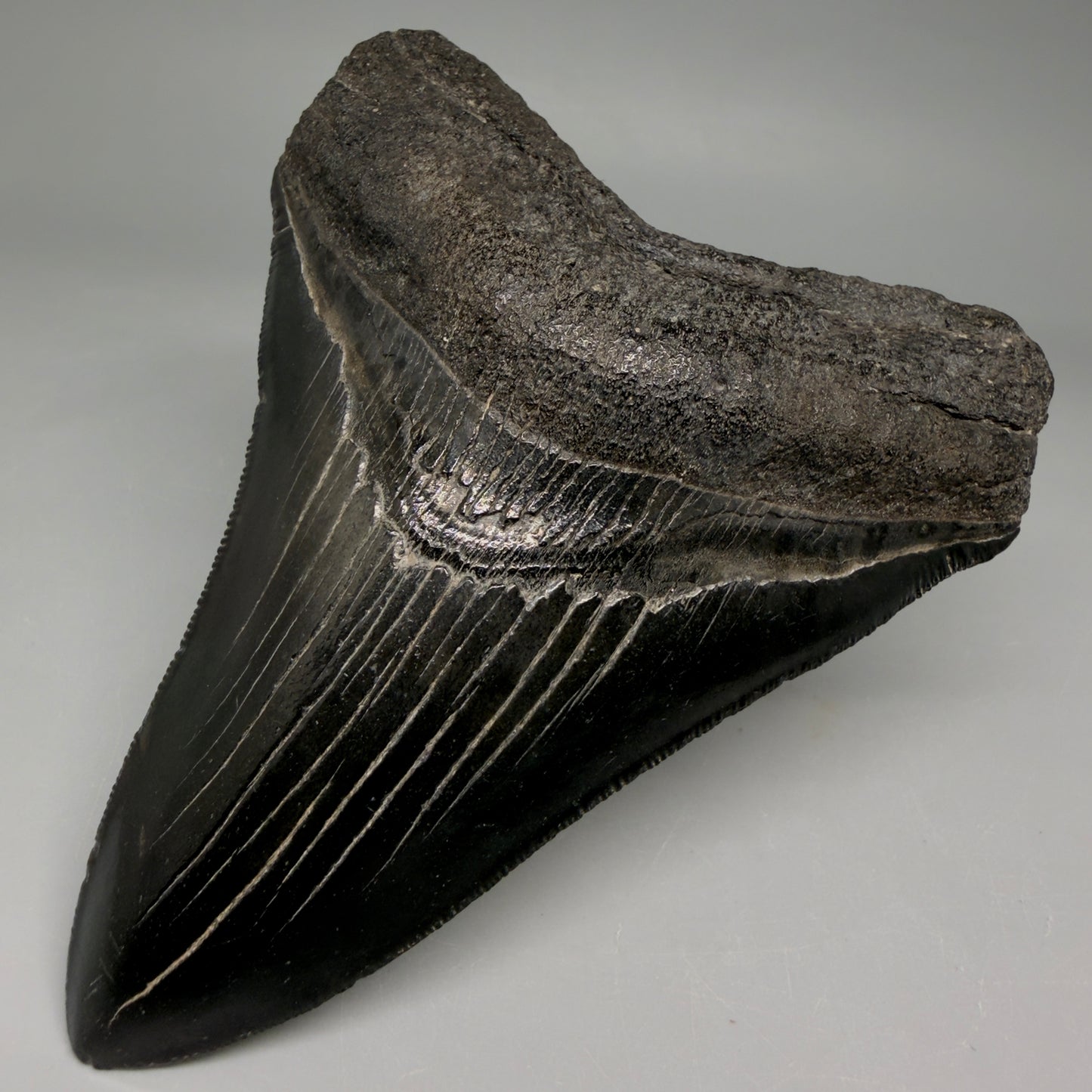 Front Right View Jet Black, Collector's Quality 4.47" Fossil Megalodon Tooth from Georgia megalodonteeth.com CM6531