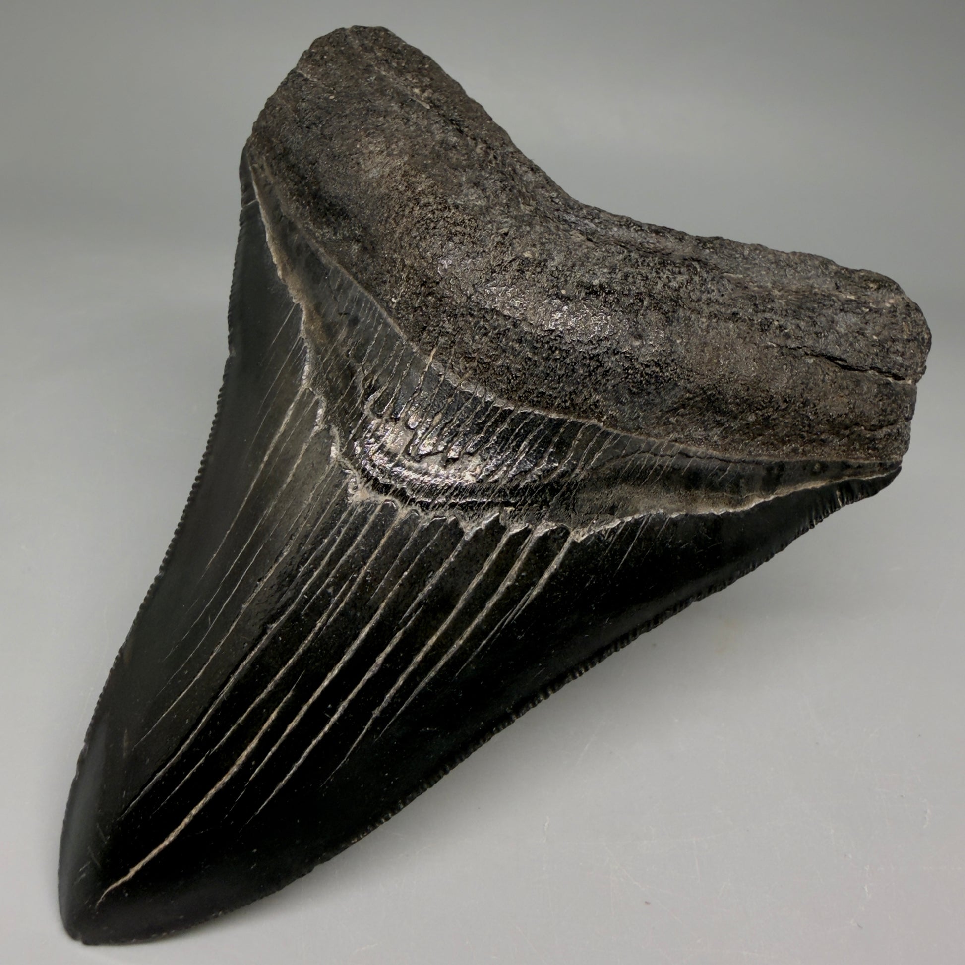 Front Right View Jet Black, Collector's Quality 4.47" Fossil Megalodon Tooth from Georgia megalodonteeth.com CM6531