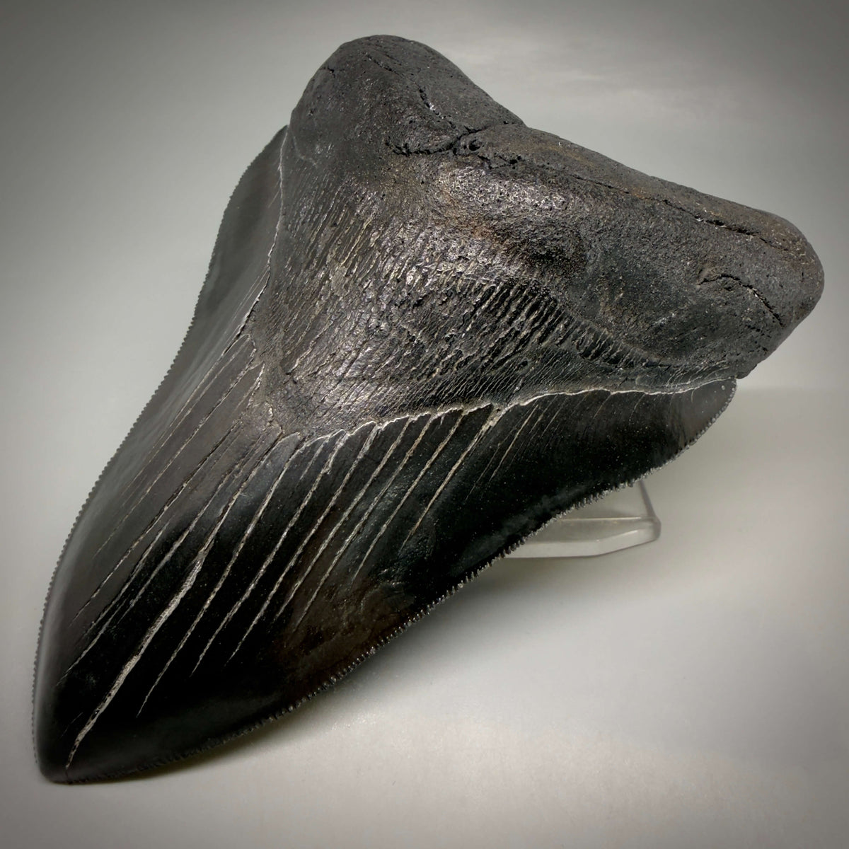 Front Right View Jet Black, Large 5.45" Fossil Megalodon Tooth - South Carolina CM6704