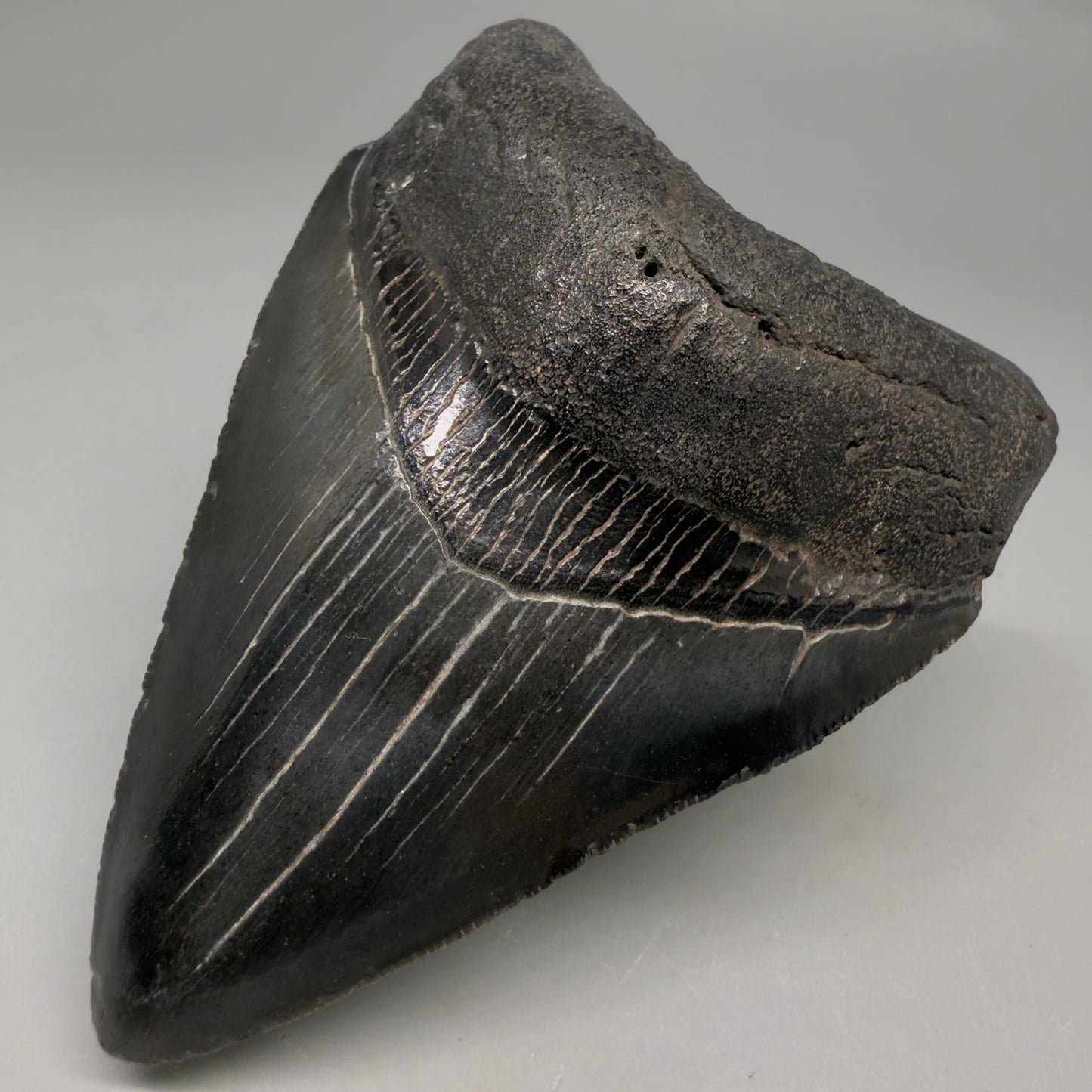 Front Right View Jet Black, heart-shaped, serrated 3.61" Megalodon Tooth from South Carolina megalodonteeth.com CM6565