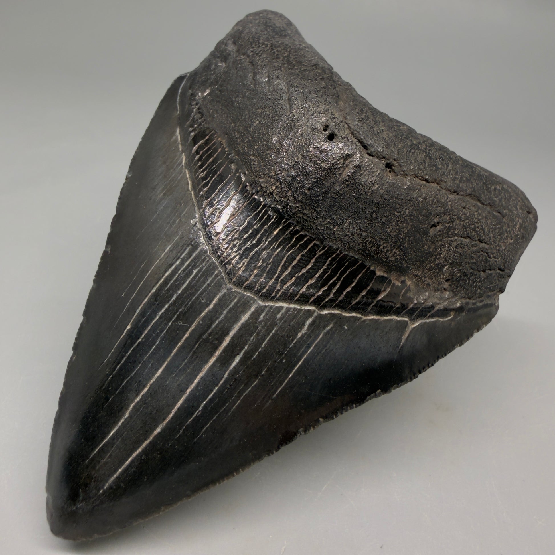 Front Right View Jet Black, heart-shaped, serrated 3.61" Megalodon Tooth from South Carolina megalodonteeth.com CM6565