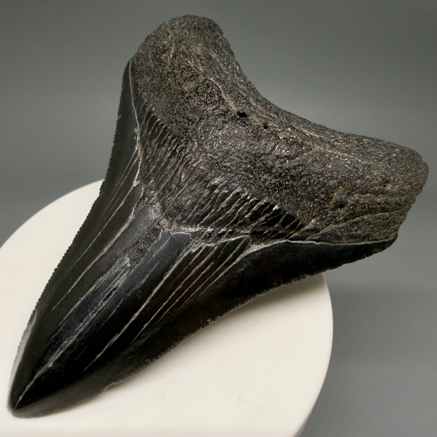 Front Right View Jet Black, serrations 3.40" Megalodon Tooth from South Carolina megalodonteeth.com CM6563