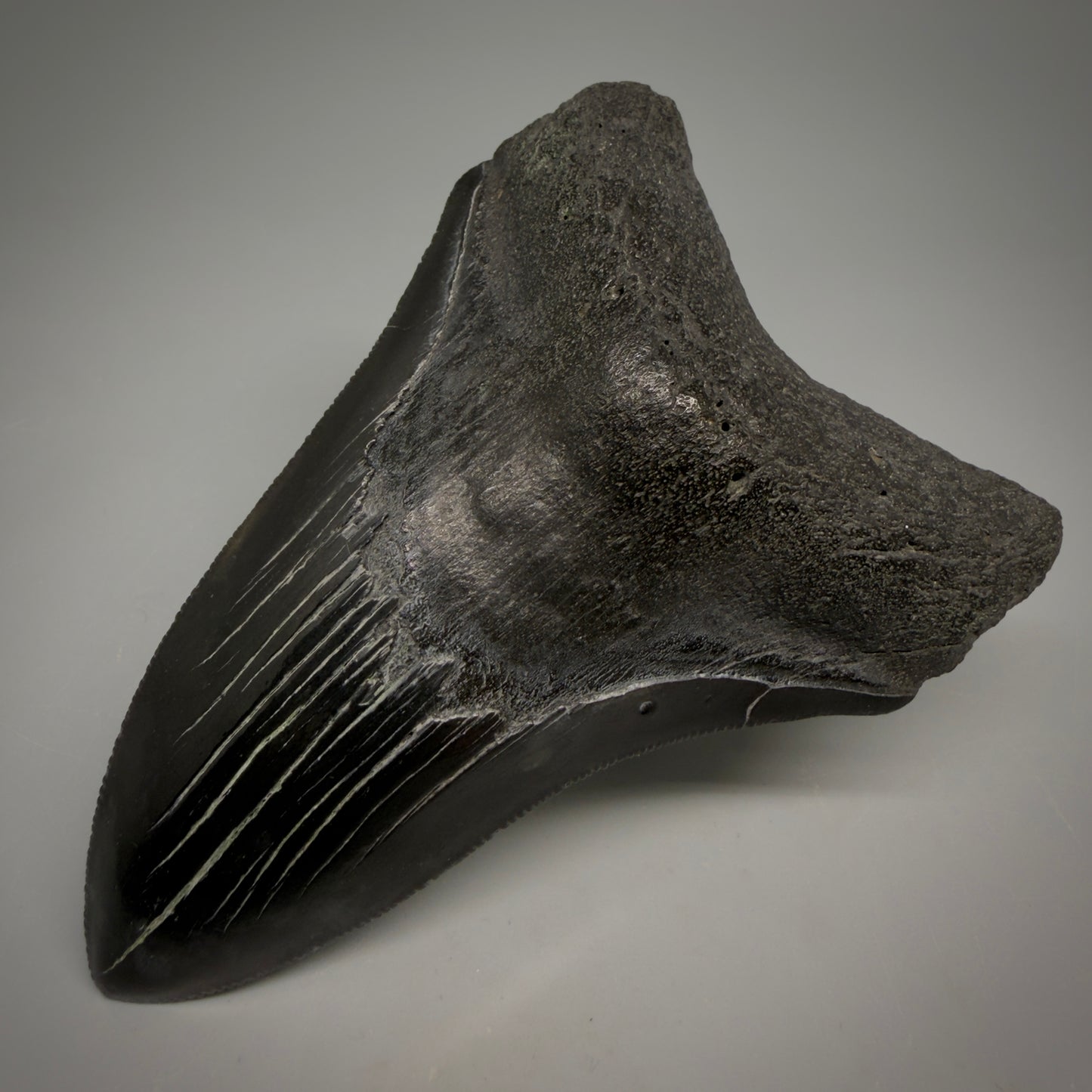 Front Right View Jet Black, serrations 3.98" Megalodon Tooth from South Carolina megalodonteeth.com CM6574 