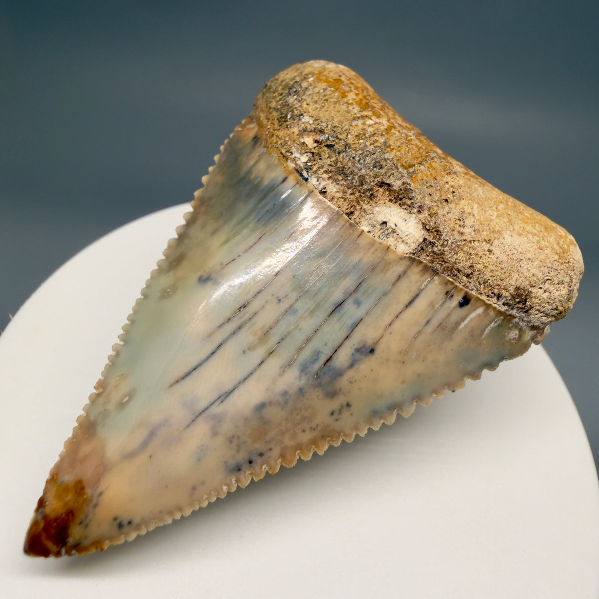 Front Right View Large, Collector's Quality 2.38" long Fossil Great White Tooth from the deserts of Peru megalodonteeth.com GW1378 
