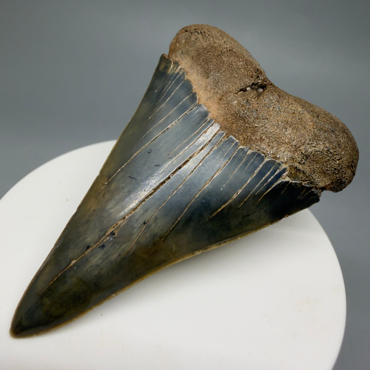 Front Right View Large, colorful 2.65" Fossil Extinct Mako - Isurus hastalis Tooth from Georgia M268