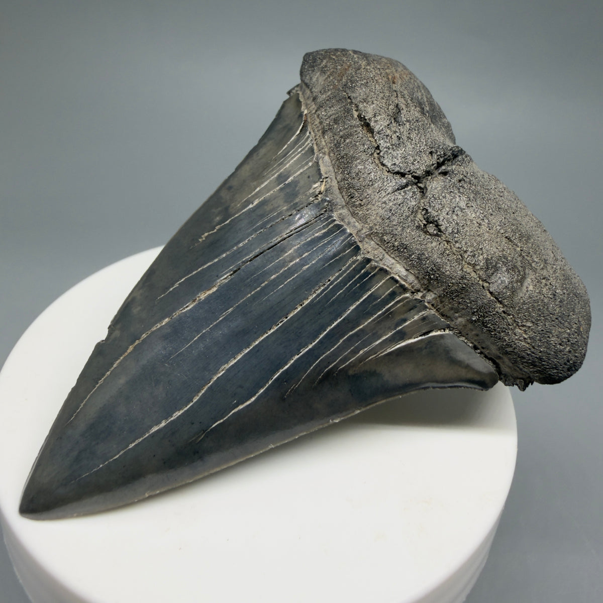 Front Right View Large, colorful 2.95" Fossil Extinct Mako - Isurus hastalis Tooth from Georgia M629