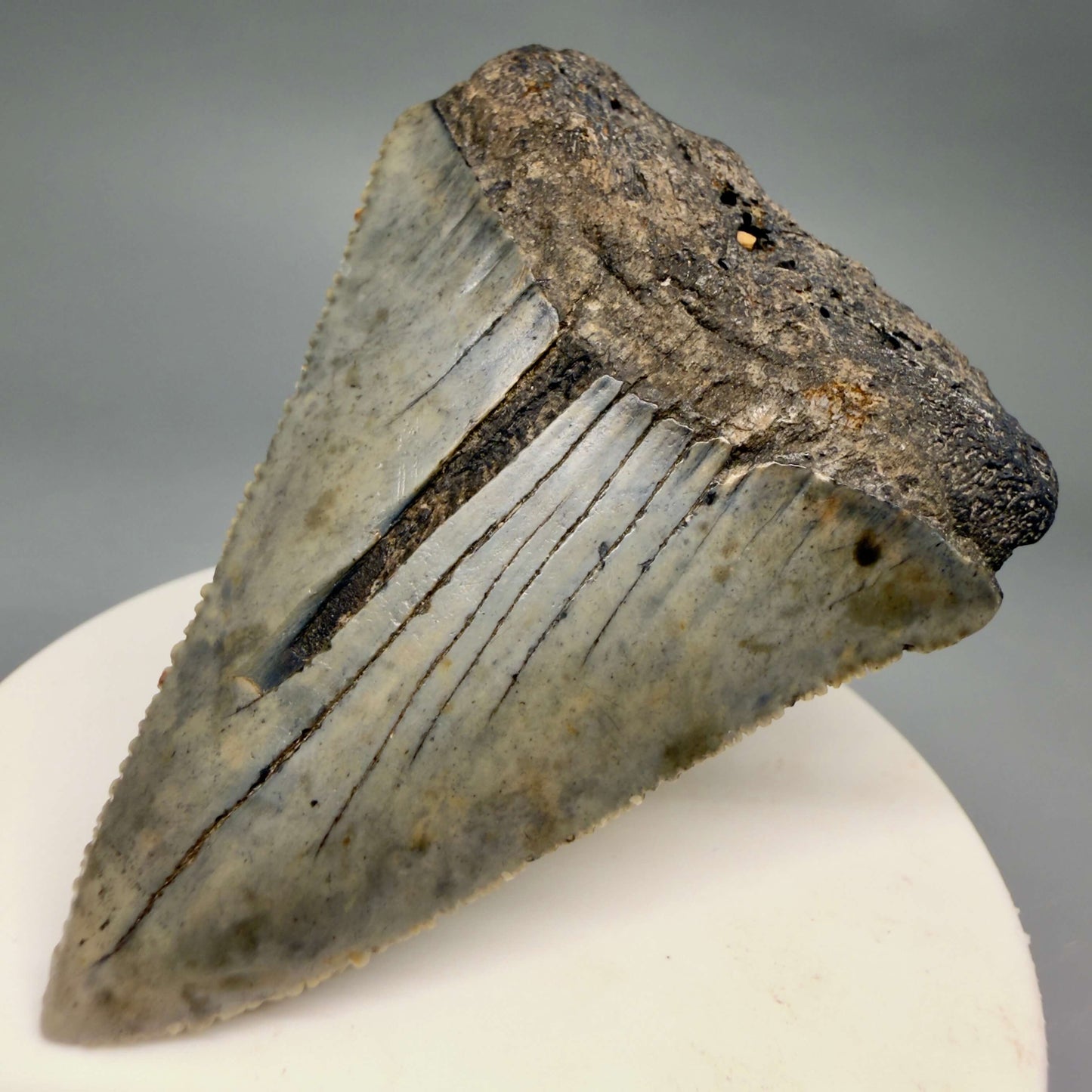 Front Right View Large, serrated 2.60" Fossil Great White Shark Tooth - South Carolina GW1366