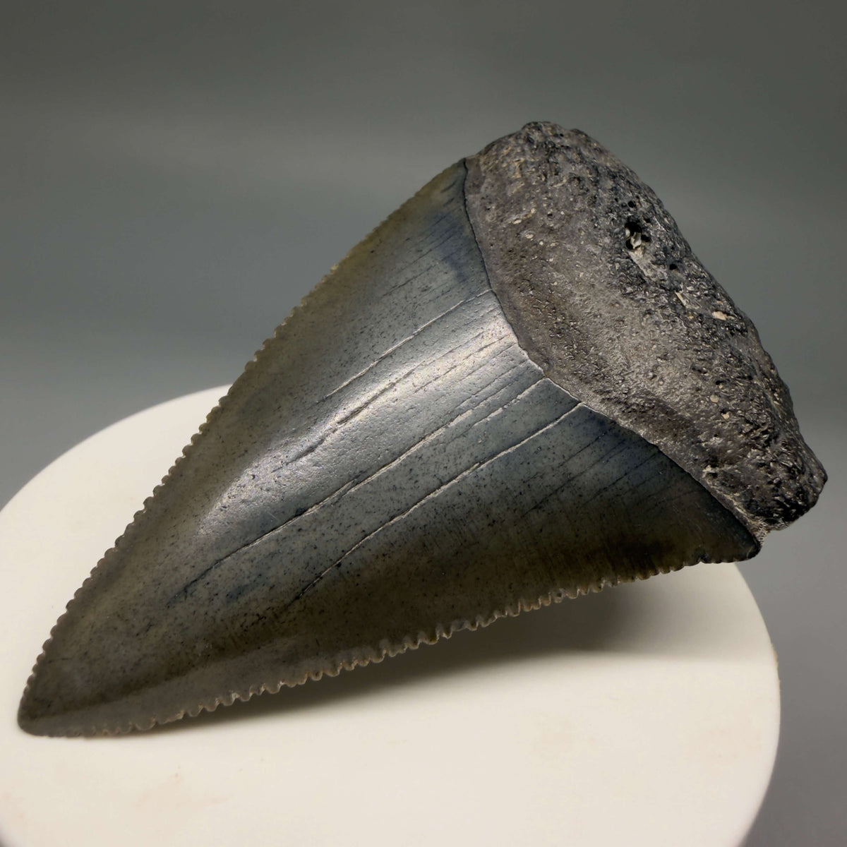 Front Right View Large, sharply serrated 2.68" Fossil Great White Shark Tooth - South Carolina megalodonteeth.com GW1404