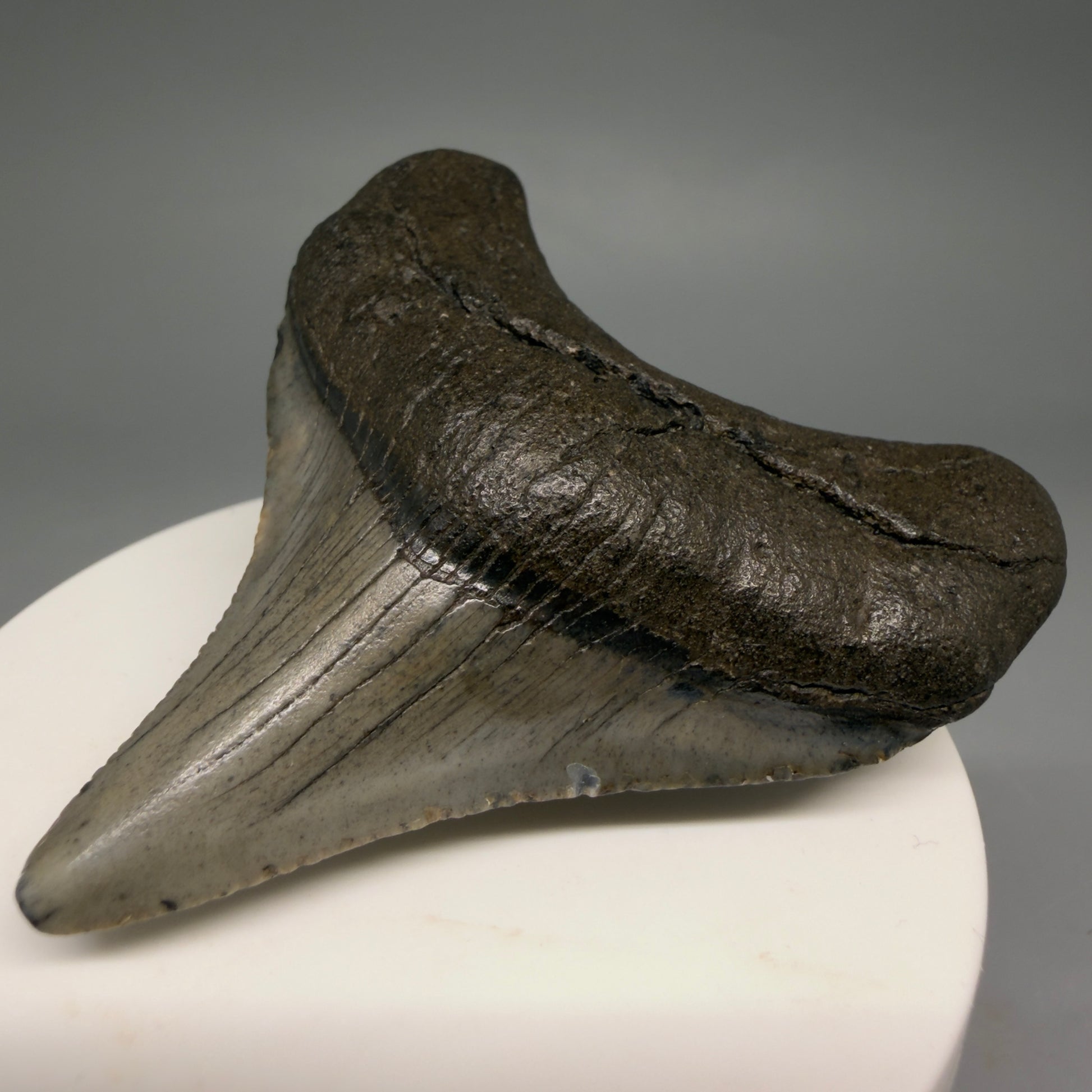 Front Right View Lateral 2.65" Colorful Fossil Megalodon Tooth – South Carolina River Find | Authentic Megalodon Tooth megalodonteeth.com CM6553