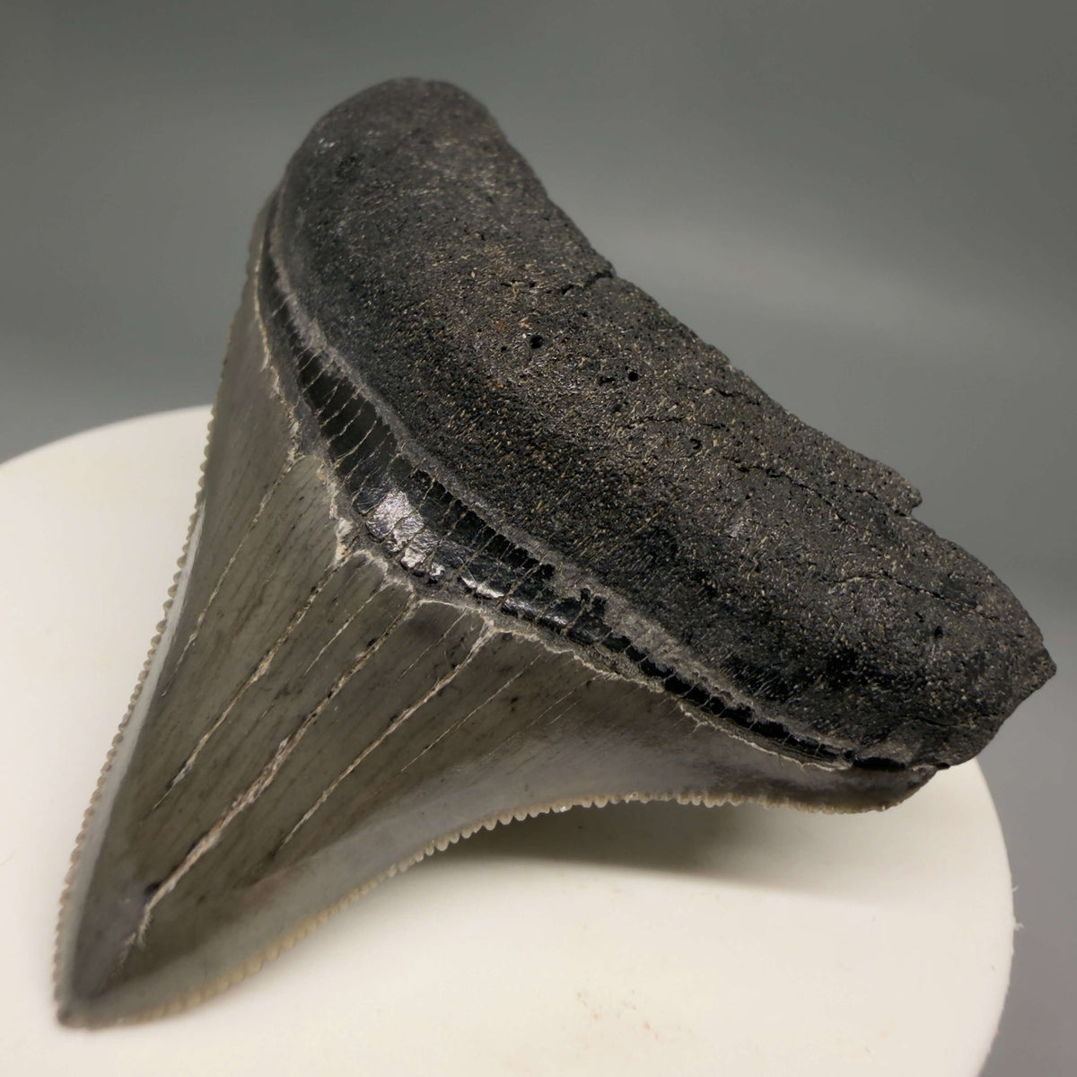 Front Right View Lateral, sharply serrated 2.22" Fossil Megalodon Tooth – South Carolina River Find | Authentic megalodonteeth.com CM6688