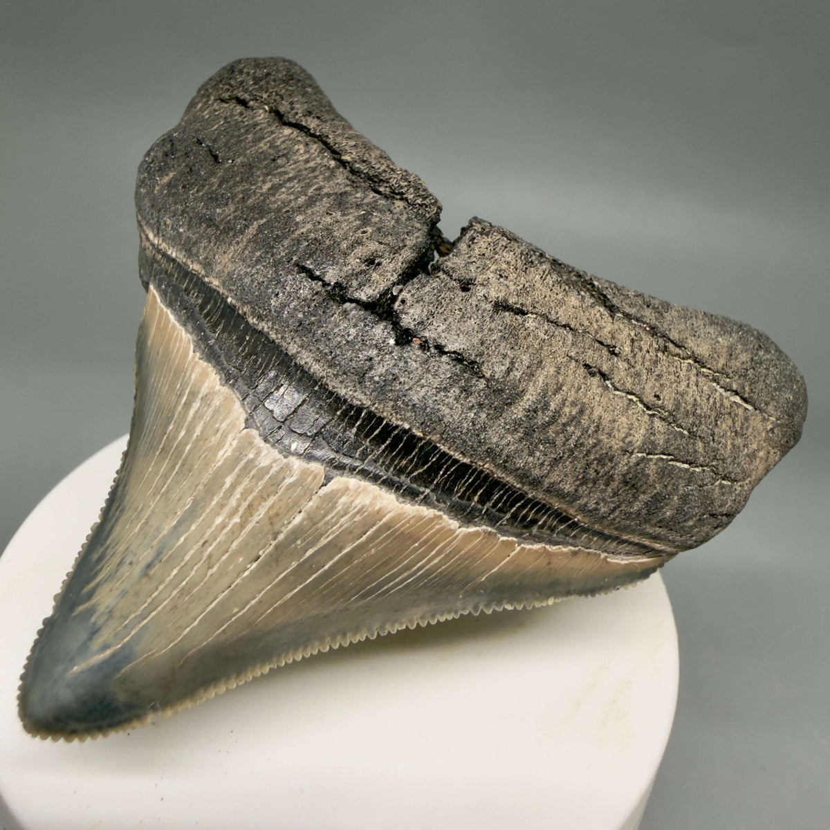 Front Right View Lateral, sharply serrated 2.90" Fossil Megalodon Tooth – South Carolina River Find | Authentic megalodonteeth.com CM6699 