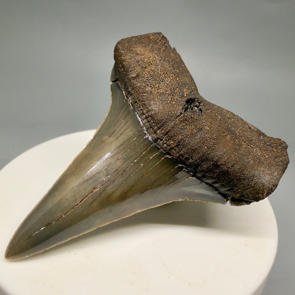 Front Right View Lower, colorful 2.32" Fossil Extinct Mako - Isurus hastalis Tooth from Georgia M627