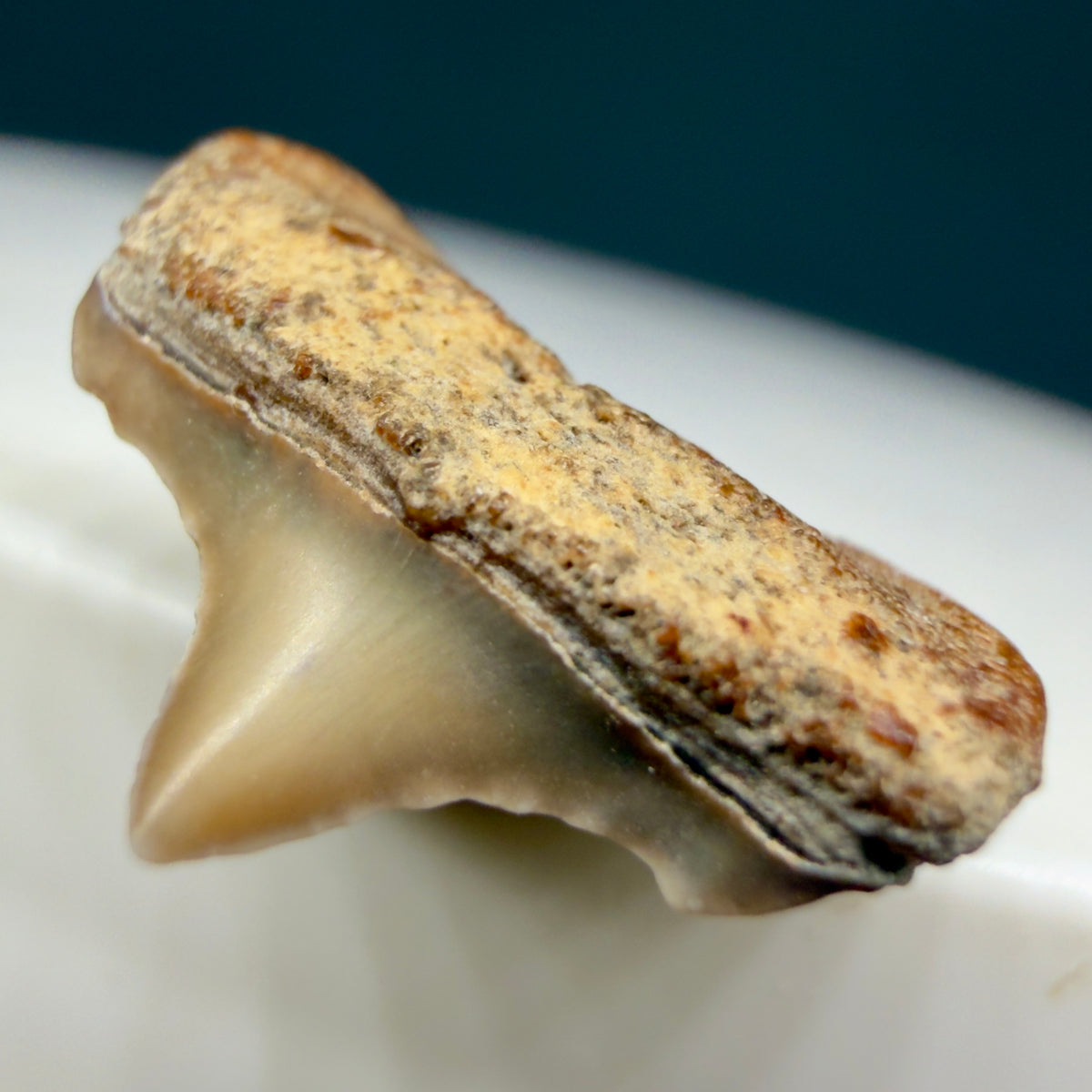Front Right View Lower posterior 0.58" wide Fossil Great White Tooth from the deserts of Peru megalodonteeth.com GW1369