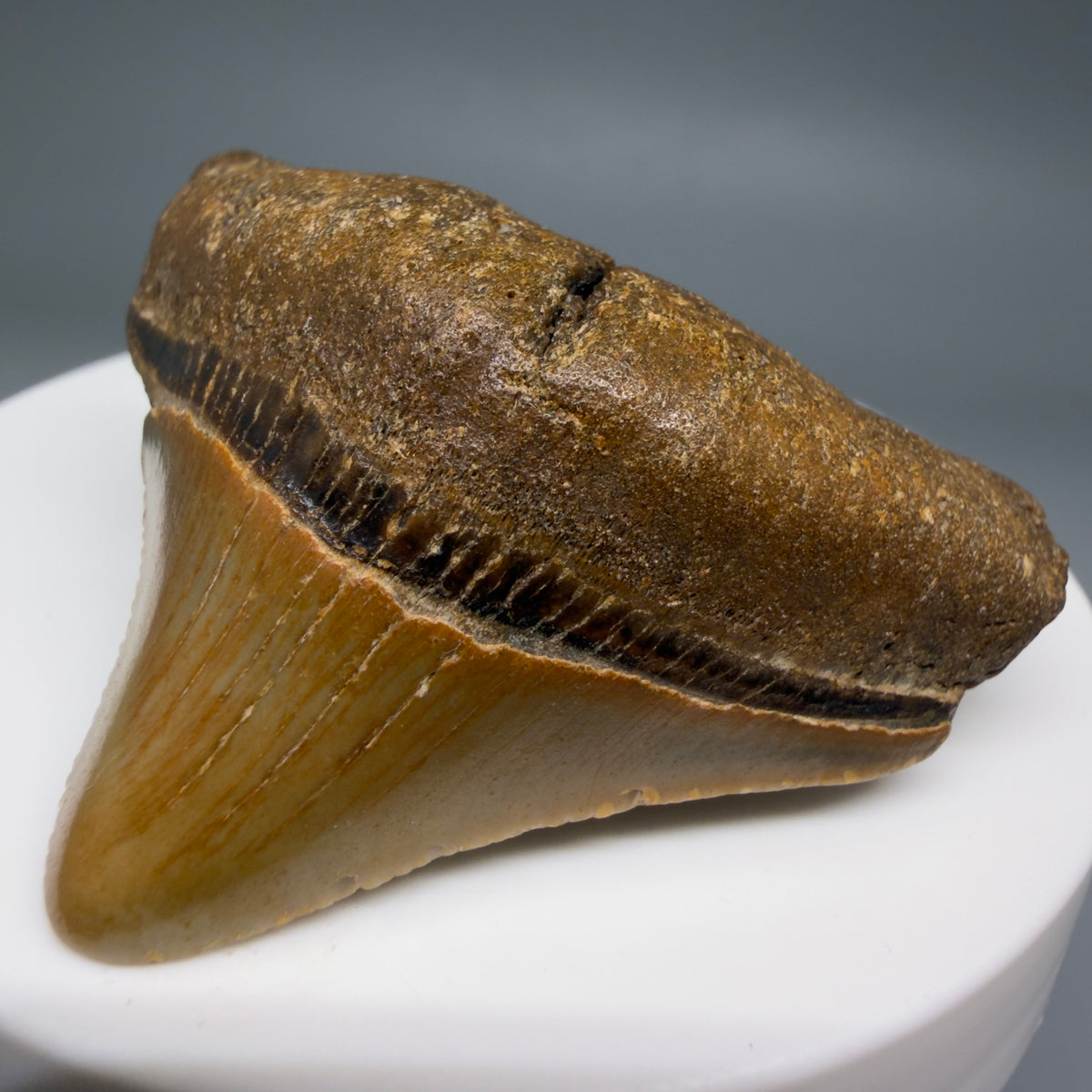 Front Right View Posterior 1.86" Fossil Megalodon Tooth - Authentic Carcharocles megalodon Fossil from North Carolina megalodonteeth.com CM6614 