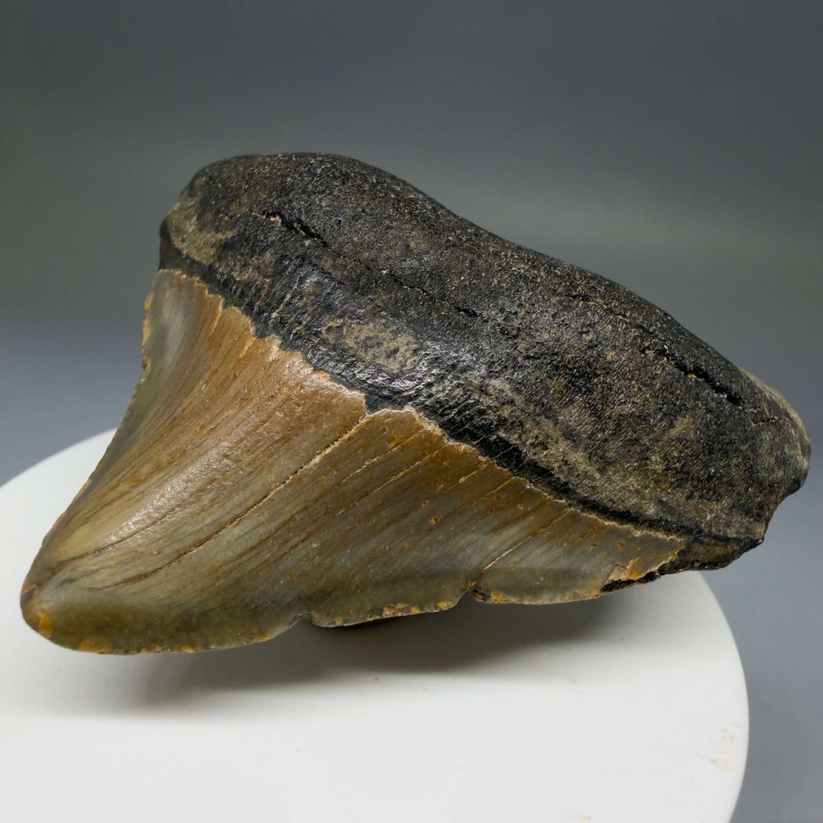Front Right View Posterior 2.39" Fossil Megalodon Tooth - Authentic Carcharocles megalodon Fossil from North Carolina megalodonteeth.com CM6787