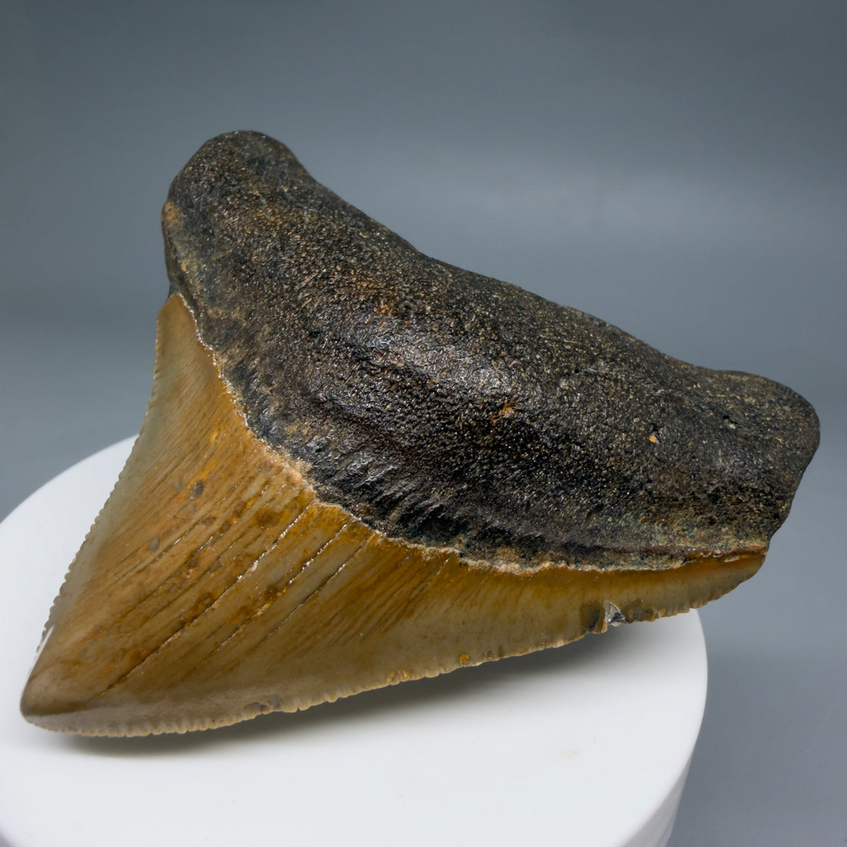 Front Right View Posterior 2.48" Fossil Megalodon Tooth - Authentic Carcharocles megalodon Fossil from North Carolina megalodonteeth.com CM6633