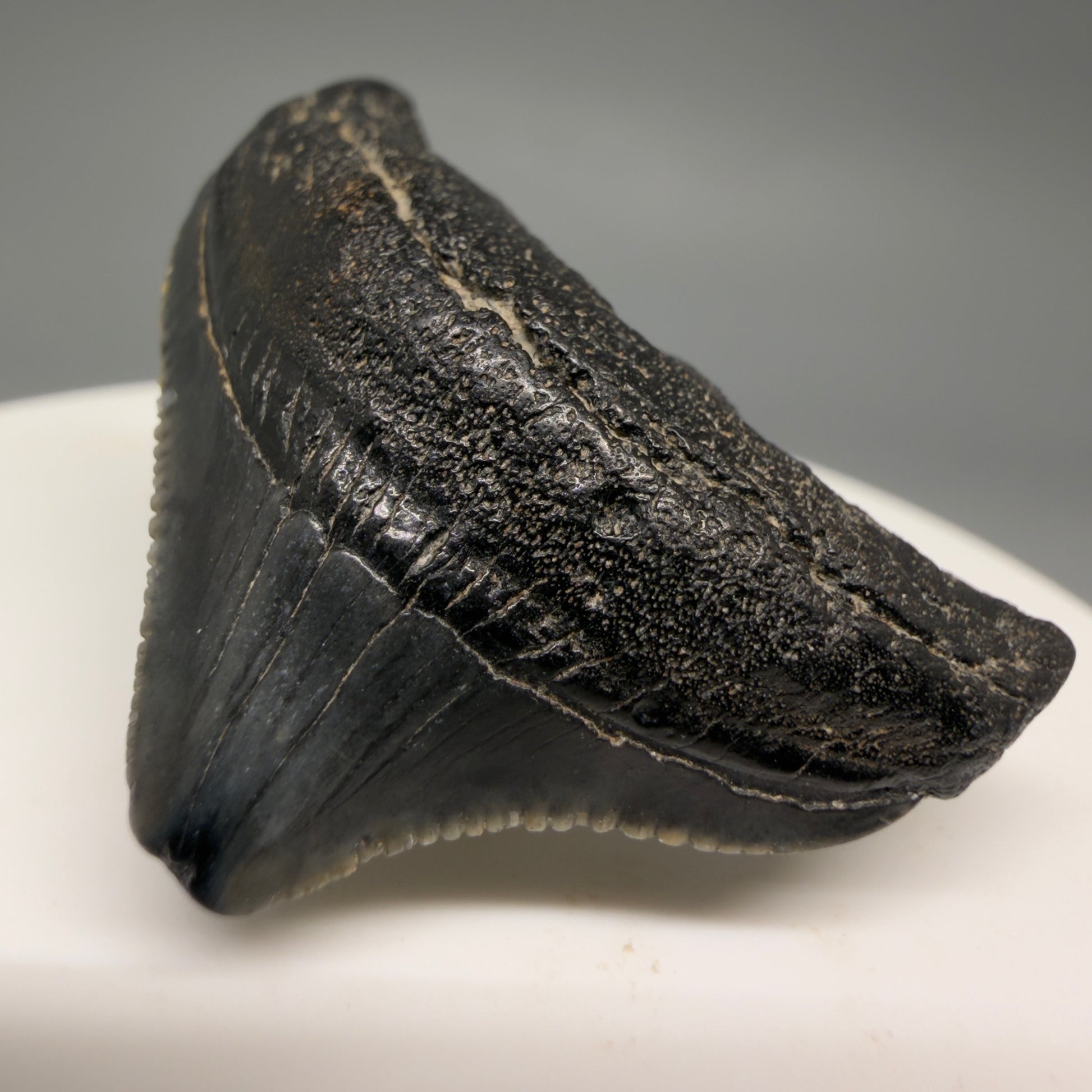 Front Right View Posterior, serrated 1.43" Fossil Megalodon Tooth from South Carolina megalodonteeth.com CM6534