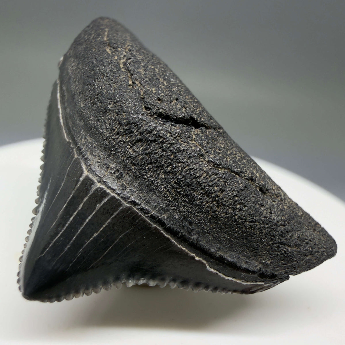 Front Right View Posterior, sharply serrated 1.40" Fossil Megalodon Tooth – South Carolina River Find | Authentic megalodonteeth.com CM6774