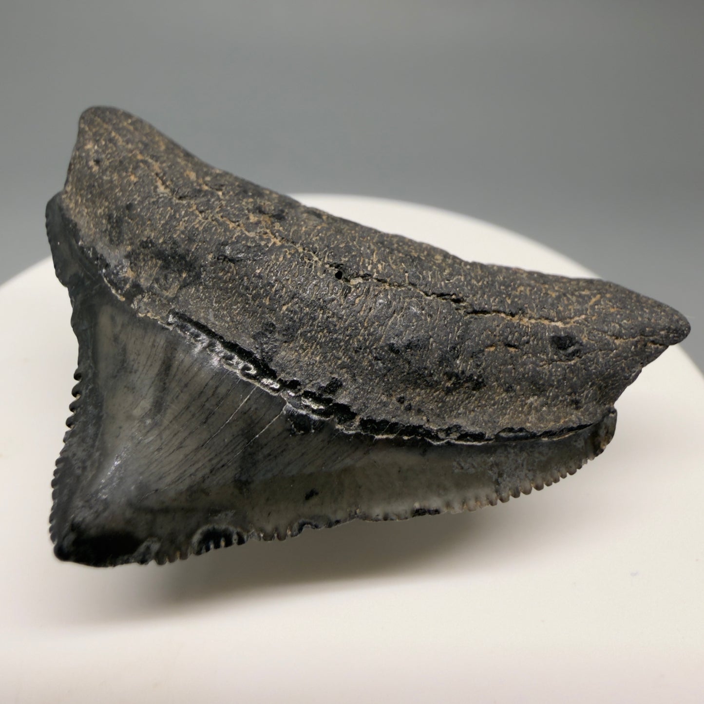 Front Right View Posterior, sharply serrated 1.82" Fossil Megalodon Tooth from South Carolina CM6479
