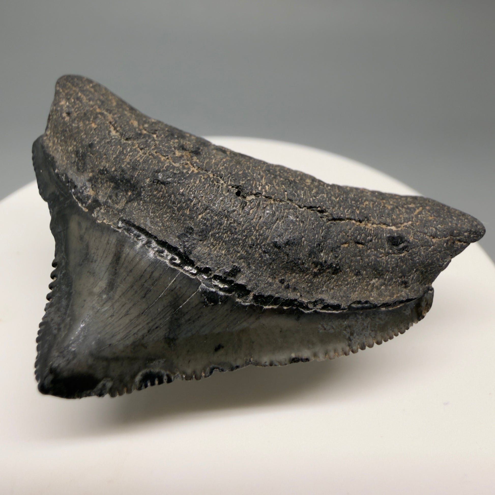 Front Right View Posterior, sharply serrated 1.82" Fossil Megalodon Tooth from South Carolina CM6479