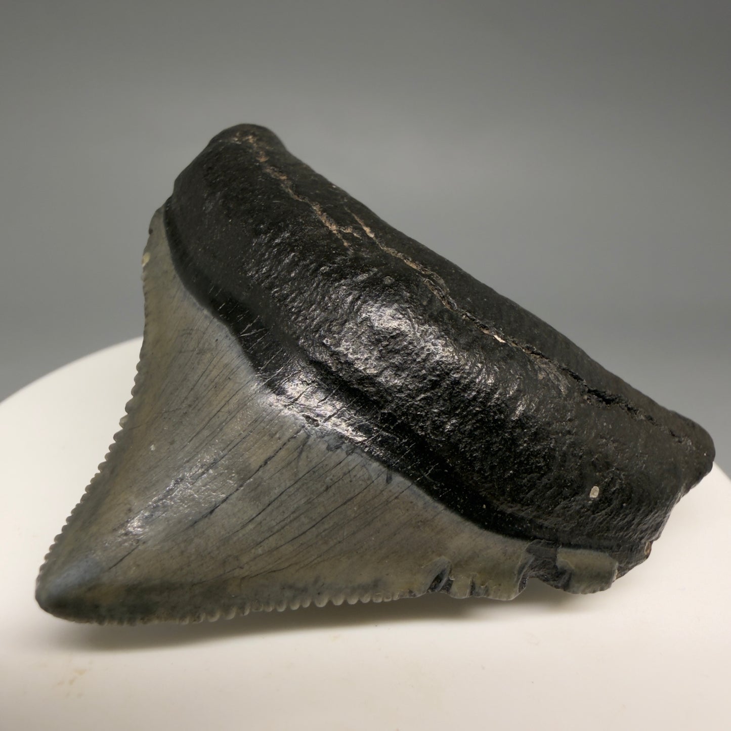 Front Right View Posterior, sharply serrated 1.87" Fossil Megalodon Tooth – South Carolina River Find | Authentic megalodonteeth.com CM6545